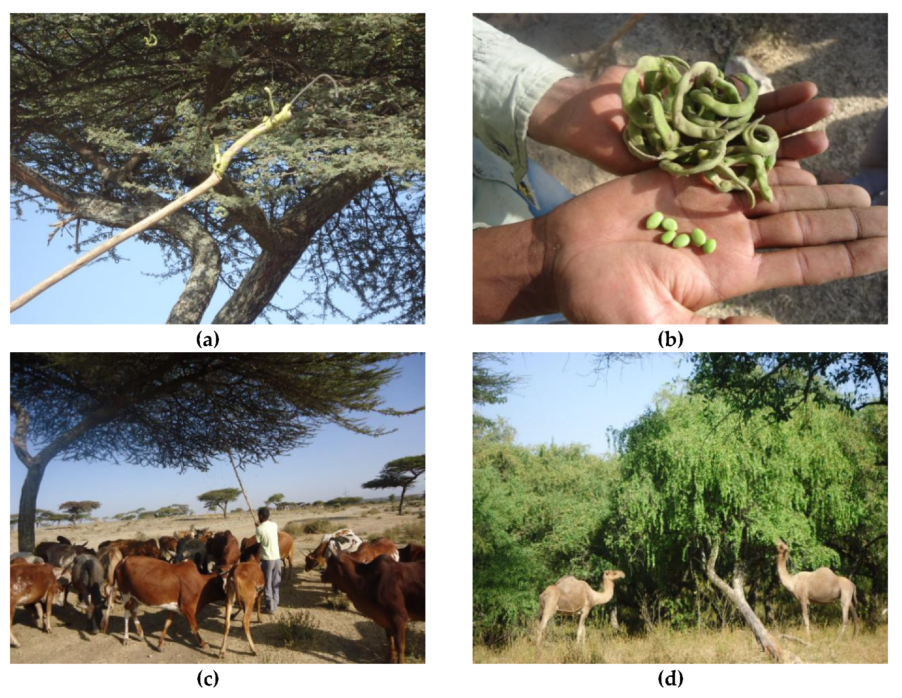 Climate 08 00106 g005 Climate 08 00106 g005
