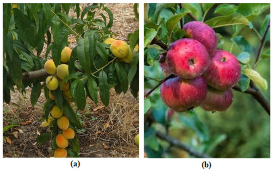 全品送料0円 Using Detection Peaches a Technique—A Learning Deep 財布・ケース・小物入れ