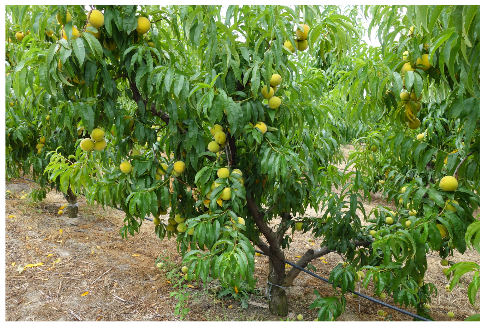 Climate 10 00011 g002