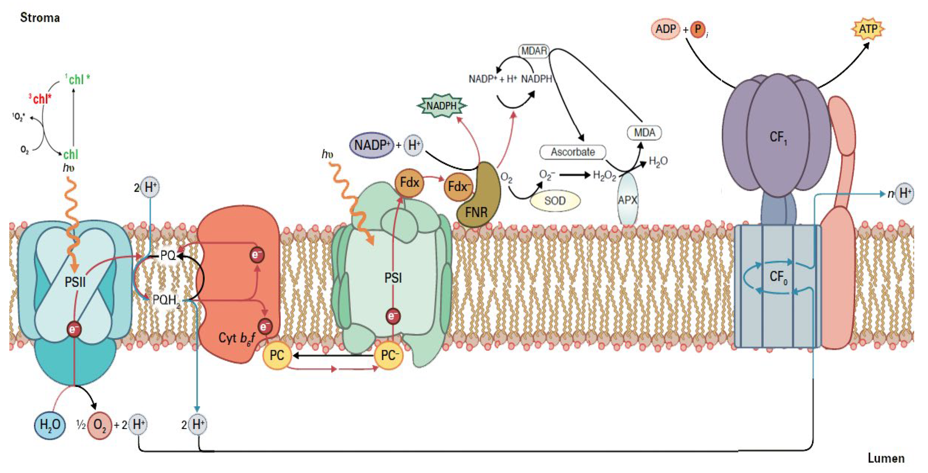 Climate | Free Full-Text | Early Drought Stress Warning in Plants: Color Pictures of Photosystem II Photochemistry Climate | Free Full-Text | Early Drought Stress Warning in Plants: Color Pictures of Photosystem II Photochemistry