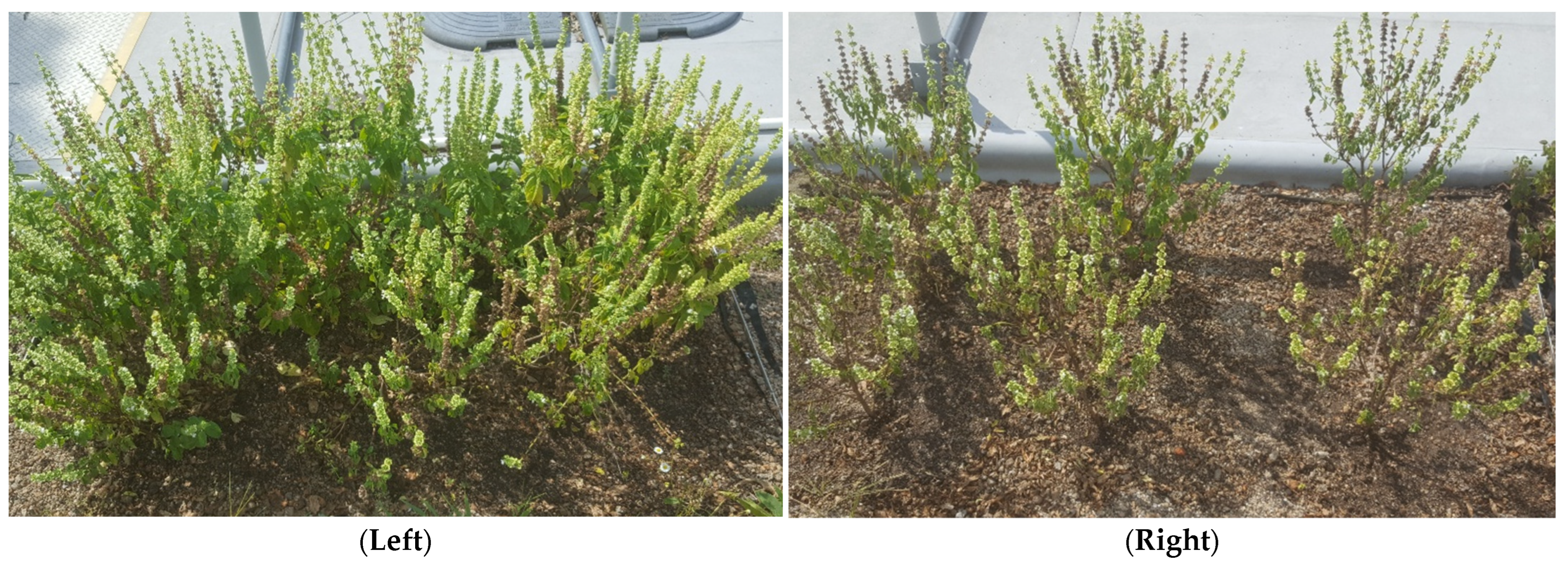 Climate 10 00180 g002