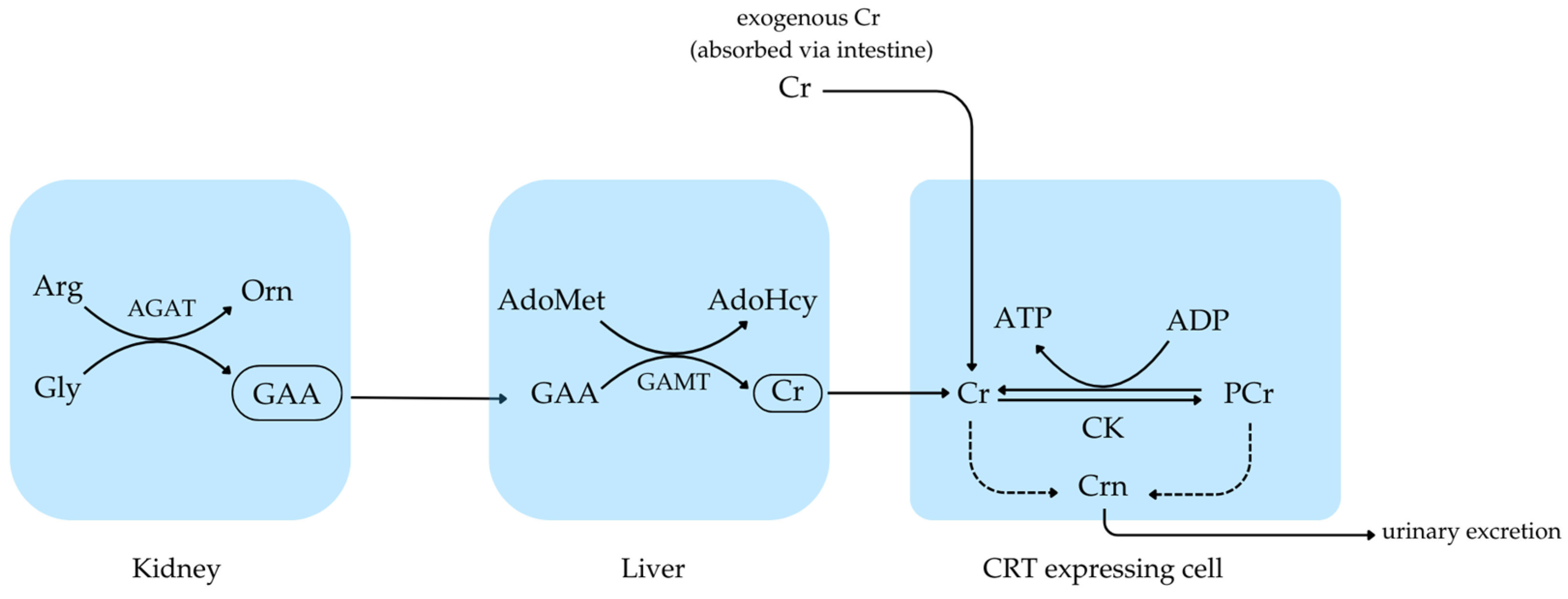 Biomarkers of Creatine Metabolism in Humans: From Plasma to Saliva and  Beyond