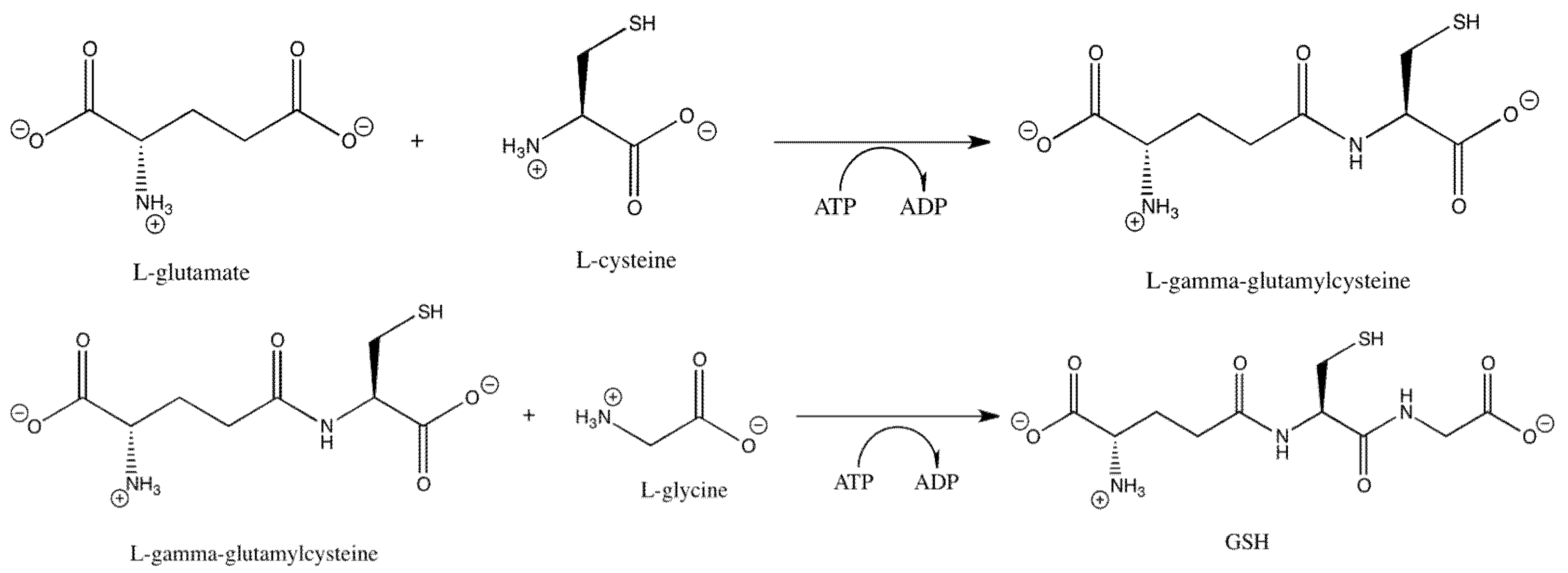 Clinbioenerg 01 00003 g002