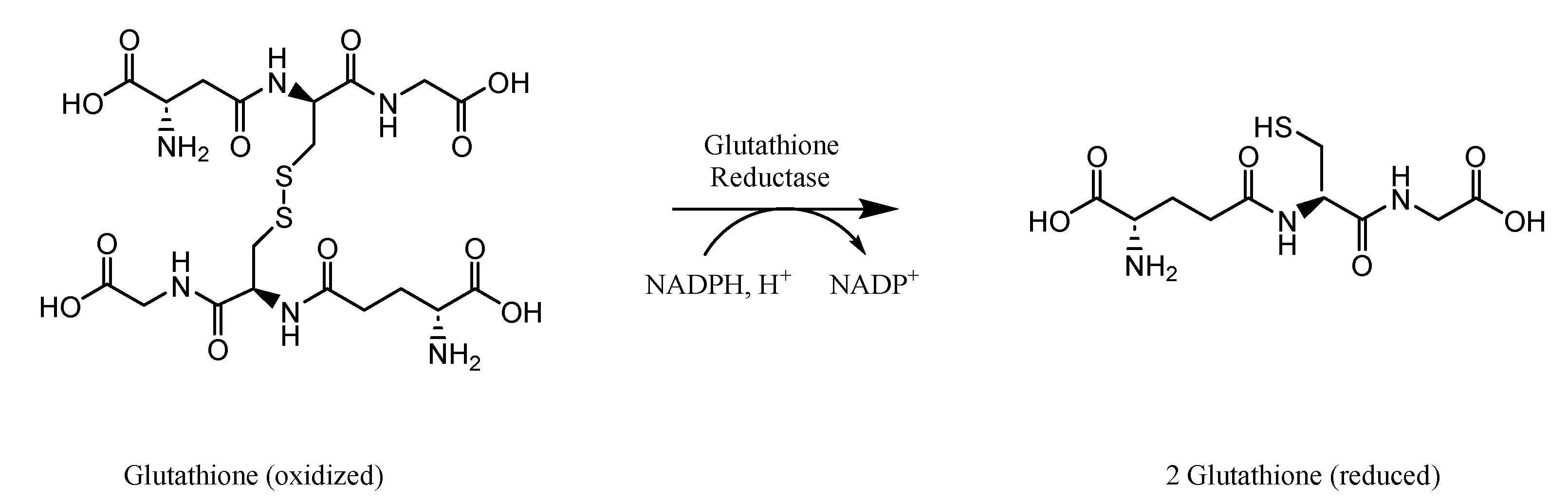 Clinbioenerg 01 00003 g004