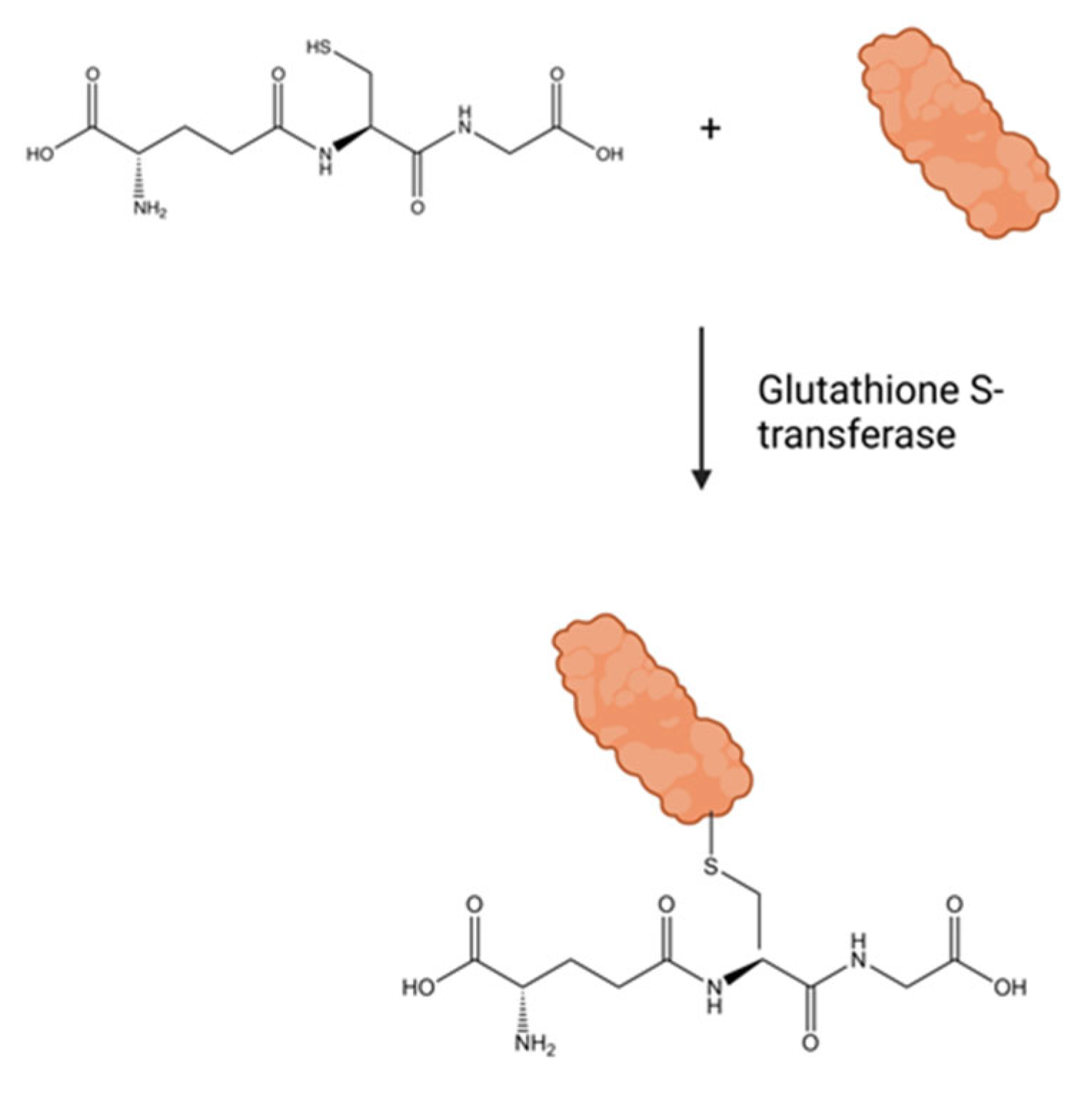 Clinbioenerg 01 00003 g005