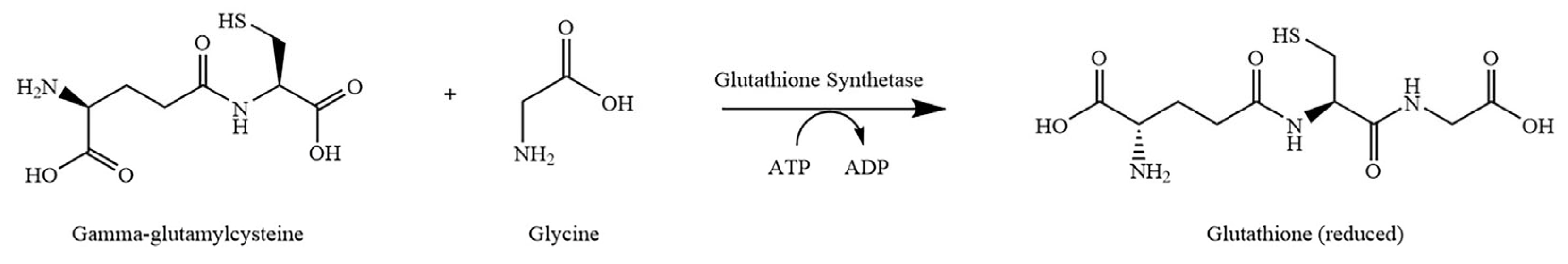 Clinbioenerg 01 00003 g007