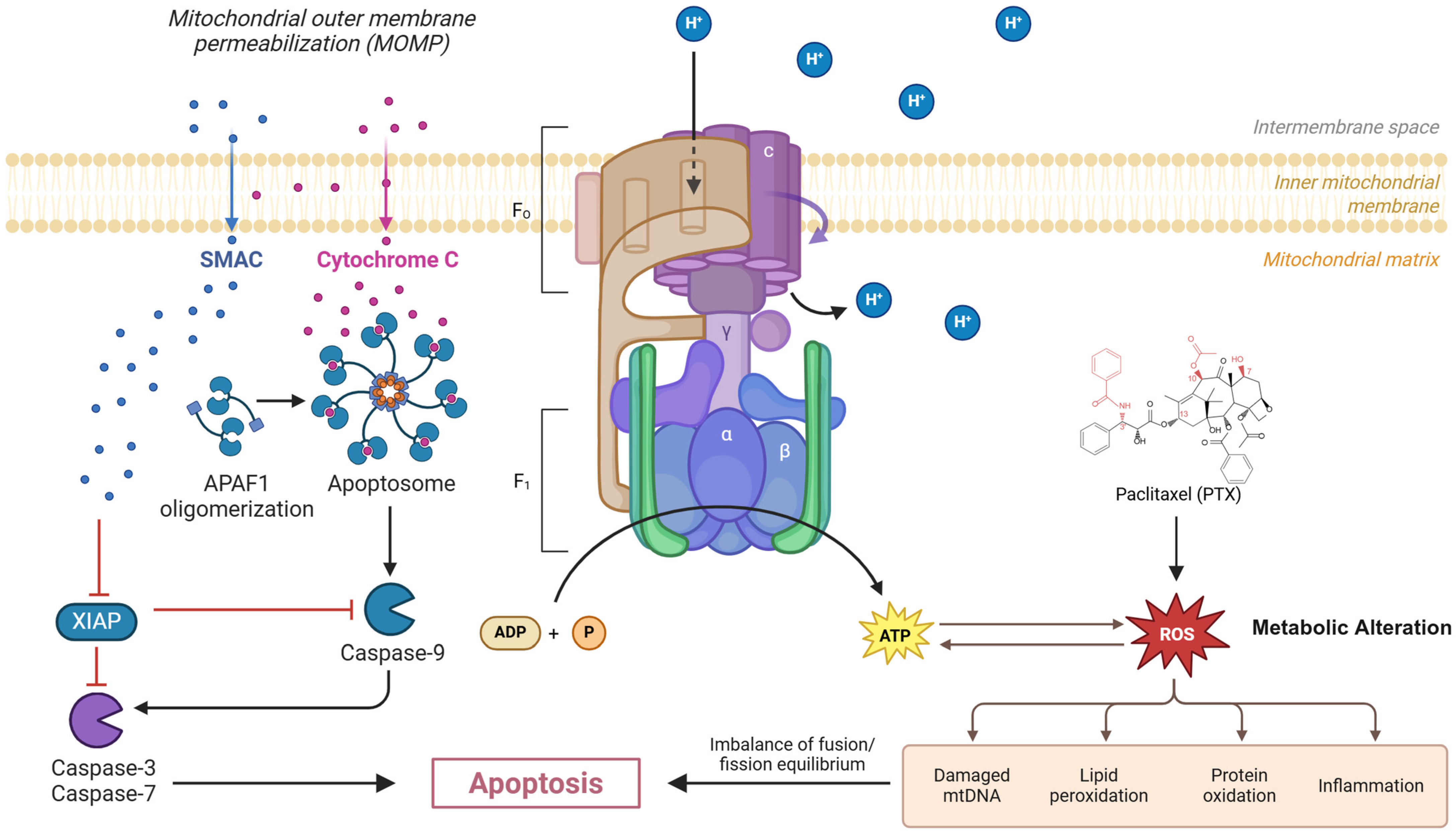 Clinbioenerg 01 00005 g001
