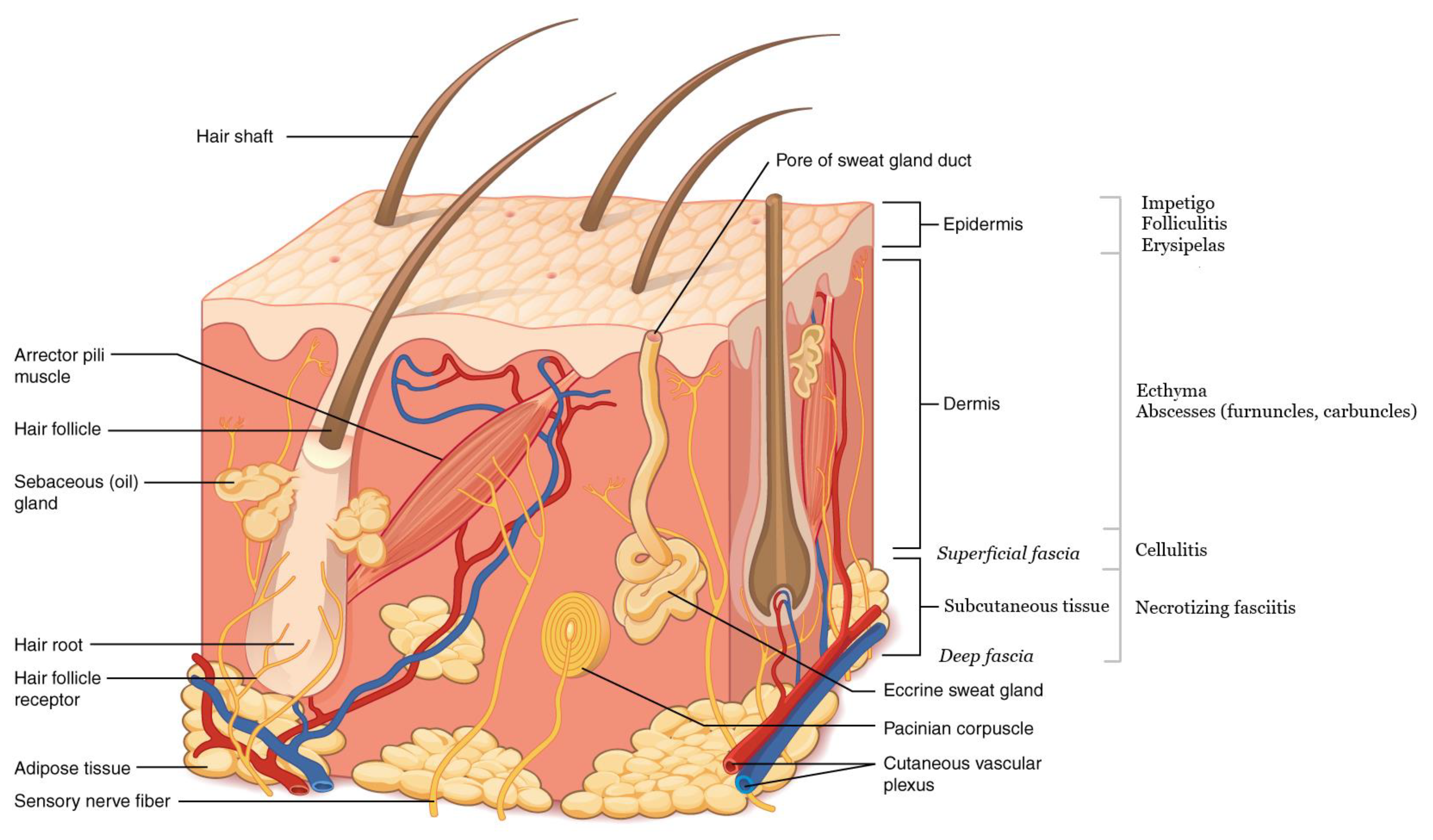 Корни волос расположены в. Эккринные потовые железы. Строение волосяного фолликула схема. Эпидермис дерма гиподерма. Эпидермис дерма подкожная клетчатка.