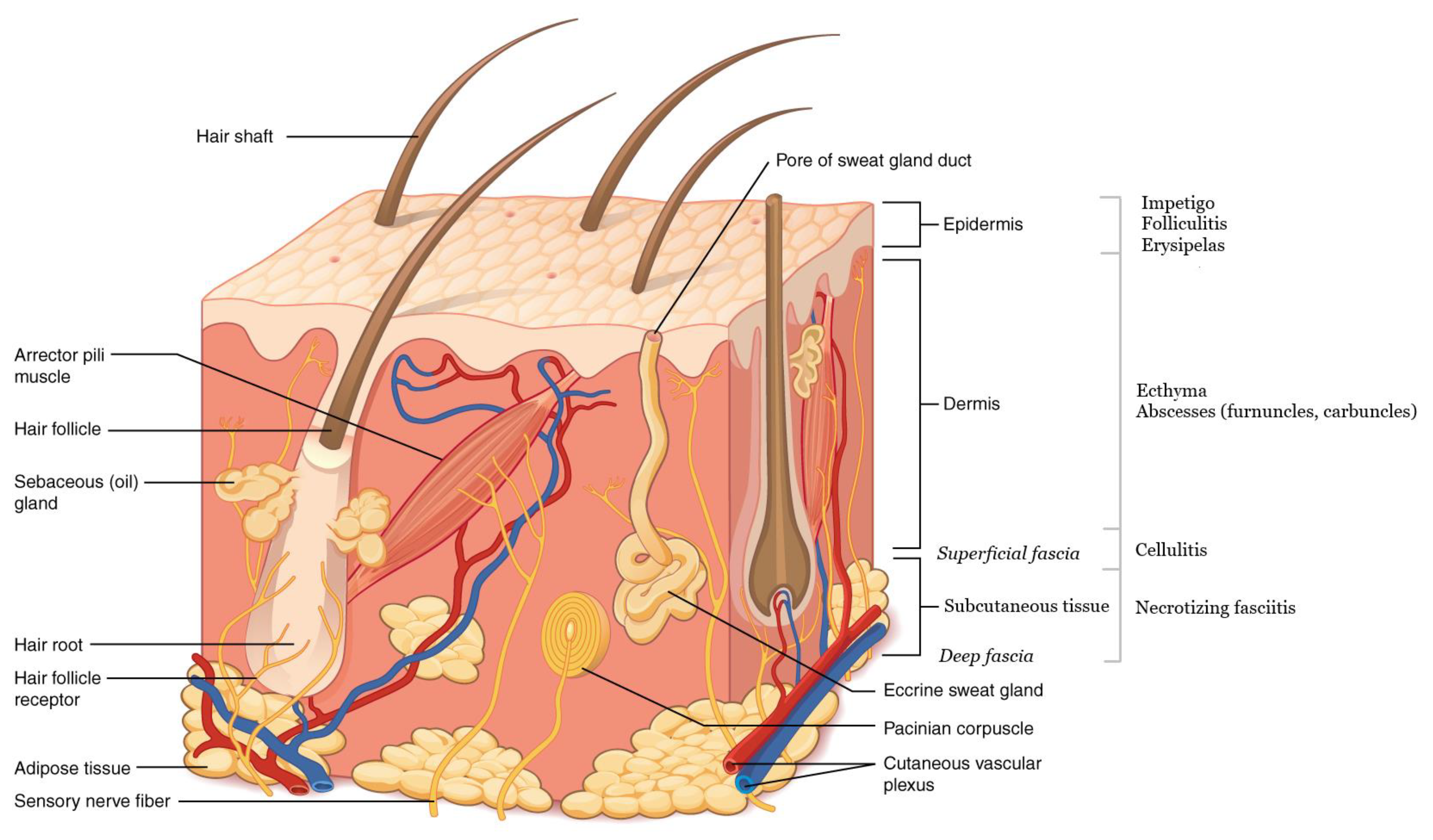 Слои корня волос. Эккринные потовые железы. Строение волосяного фолликула схема. Эпидермис дерма гиподерма. Эпидермис дерма подкожная клетчатка.