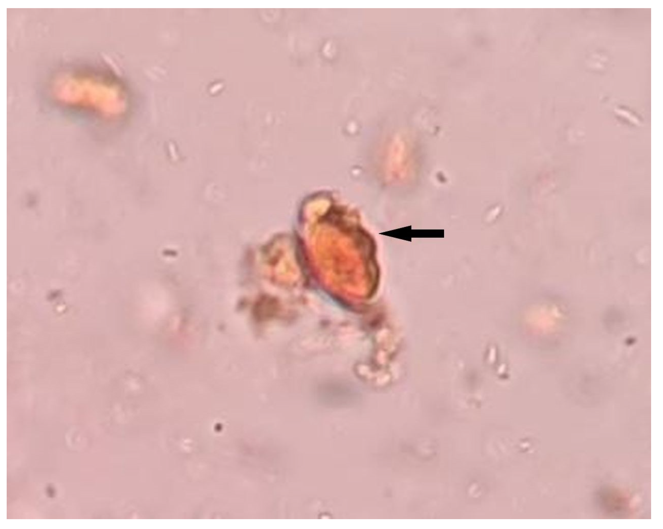 Clinpract 11 00094 g001