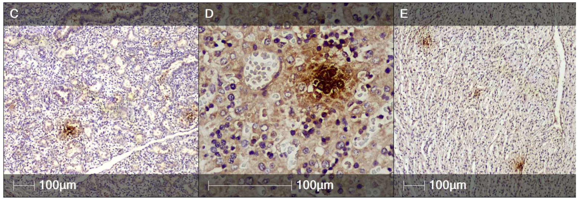 Clinpract 12 00061 g008b 550