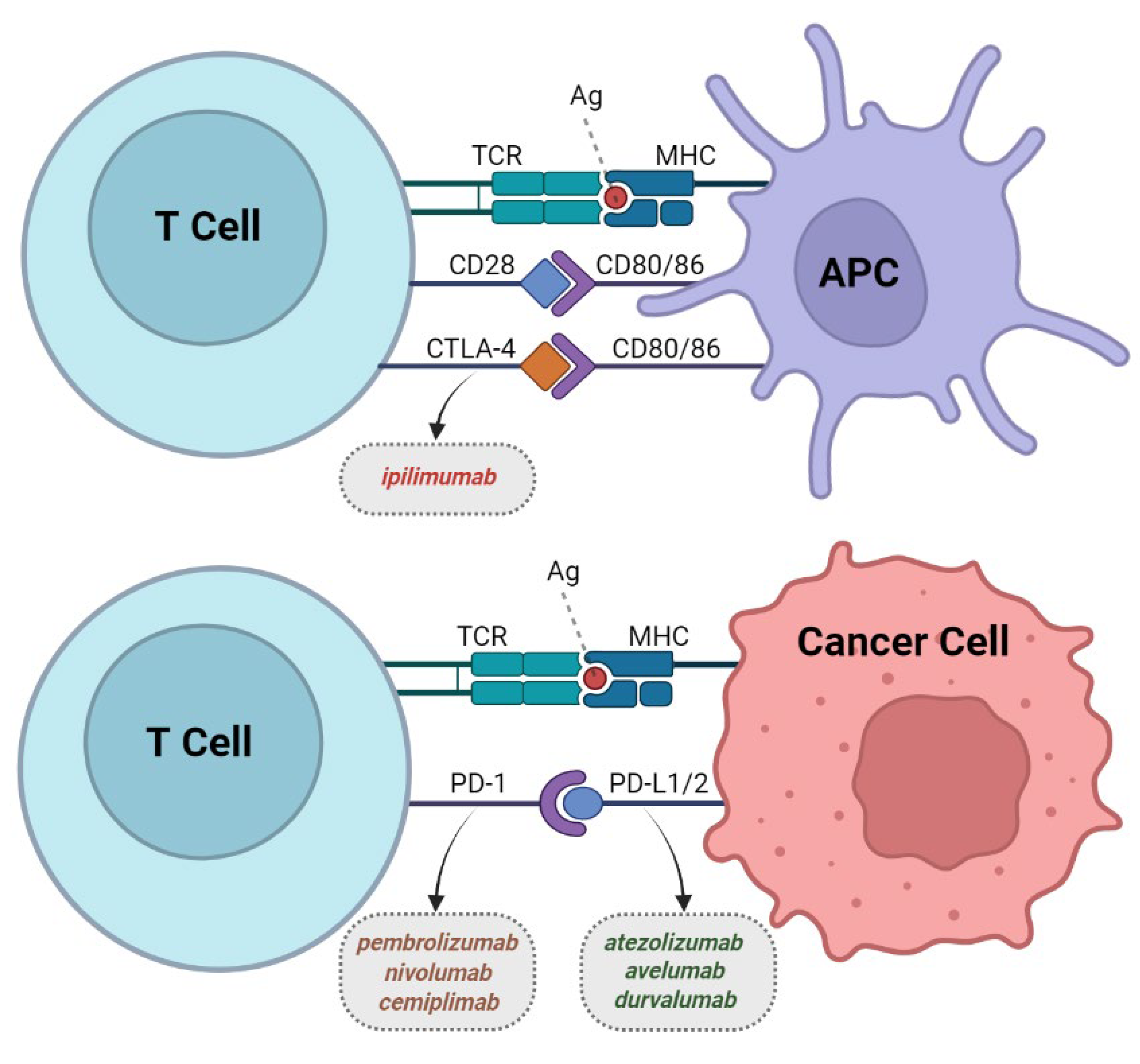 Clinics and Practice | Free Full-Text | The Role of Immune