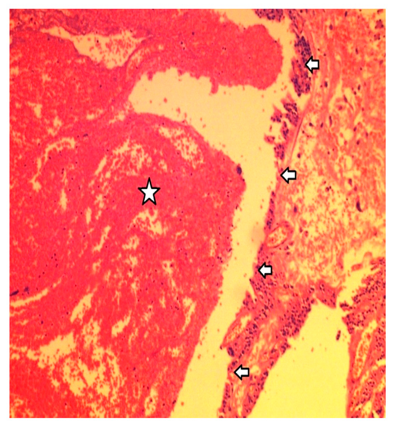 Clinpract 14 00015 g005