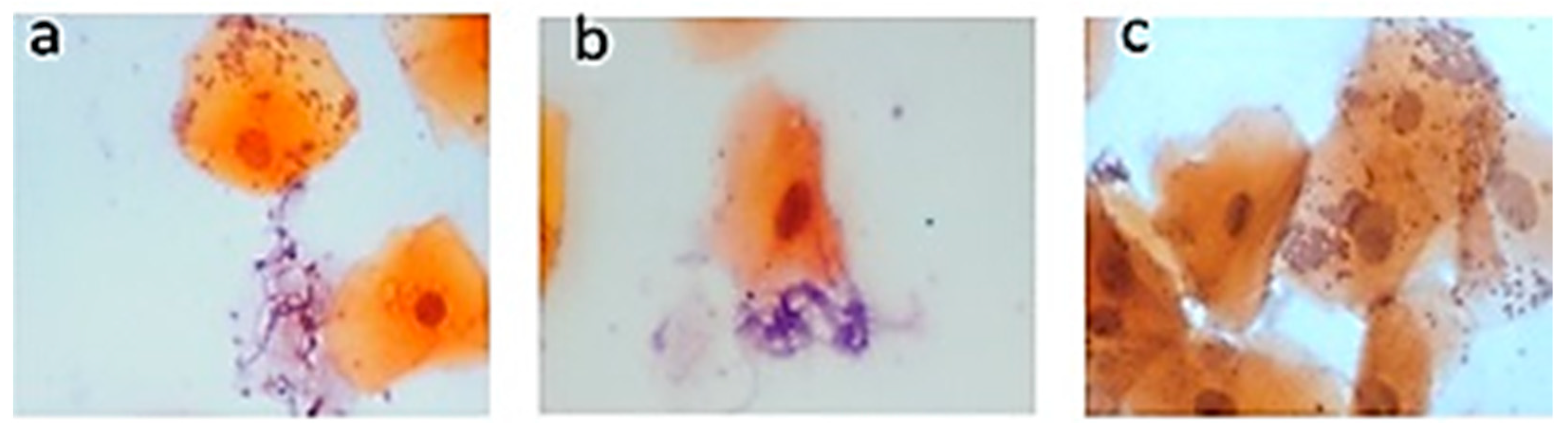 Clinpract 14 00031 g001 Clinpract 14 00031 g001