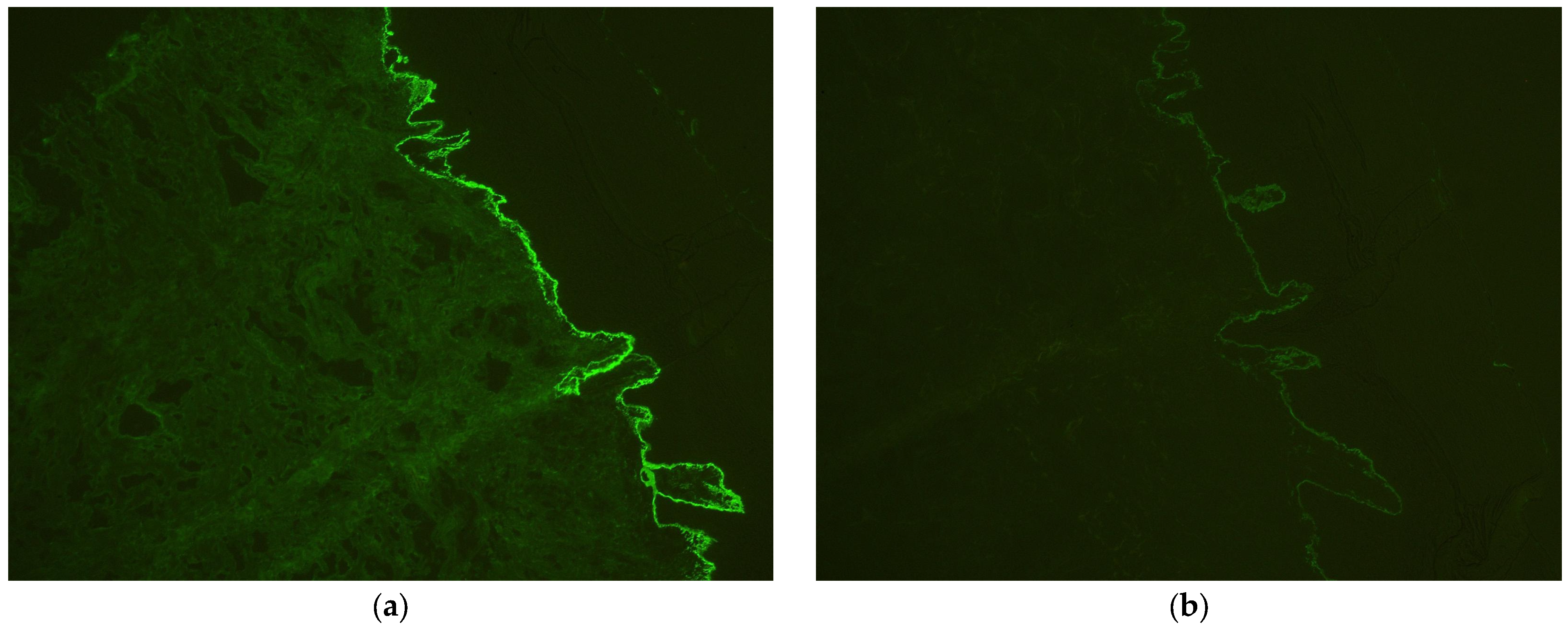 Clinpract 15 00091 g005 Clinpract 15 00091 g005