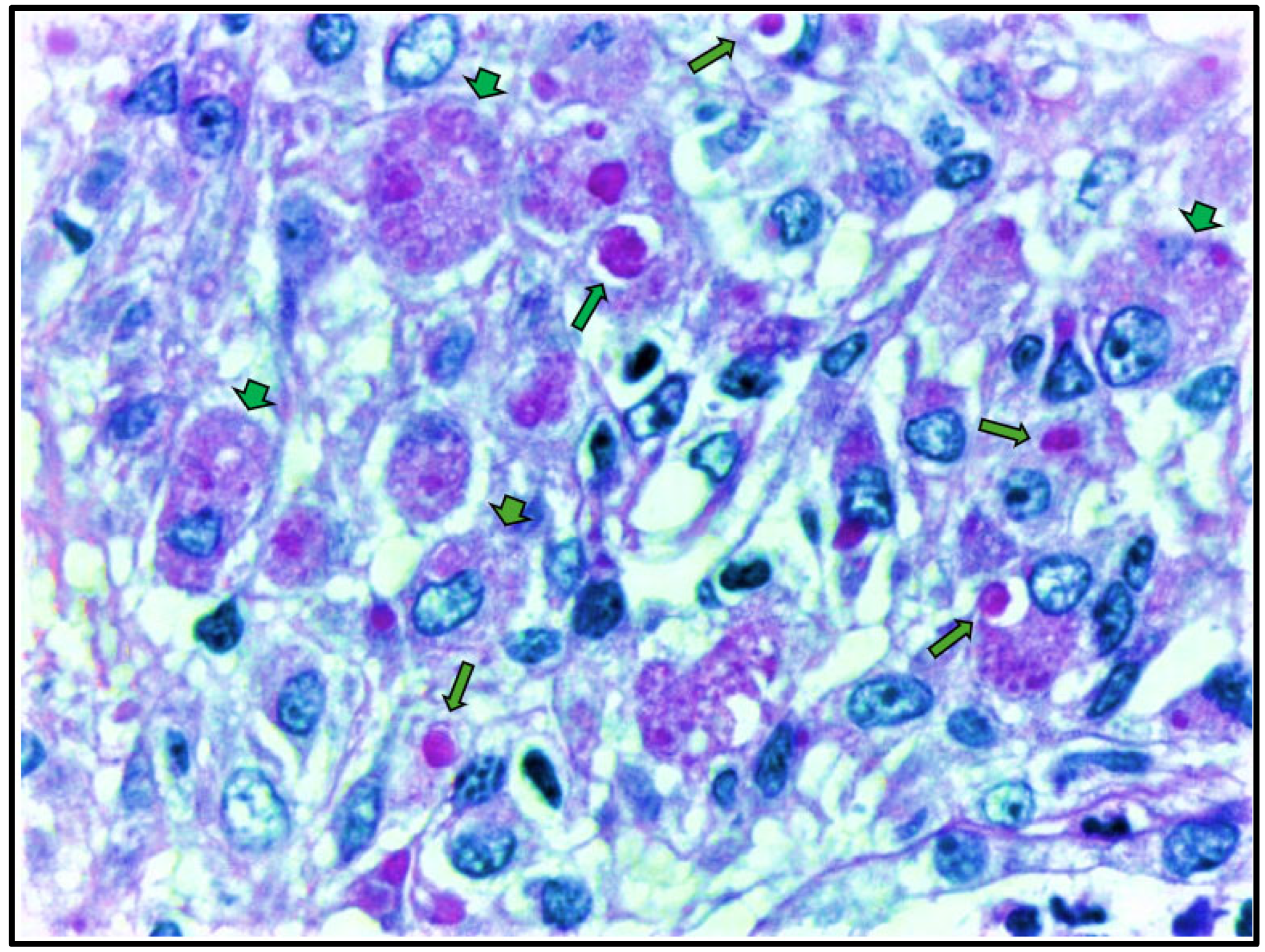 Clinpract 15 00143 g004 Clinpract 15 00143 g004