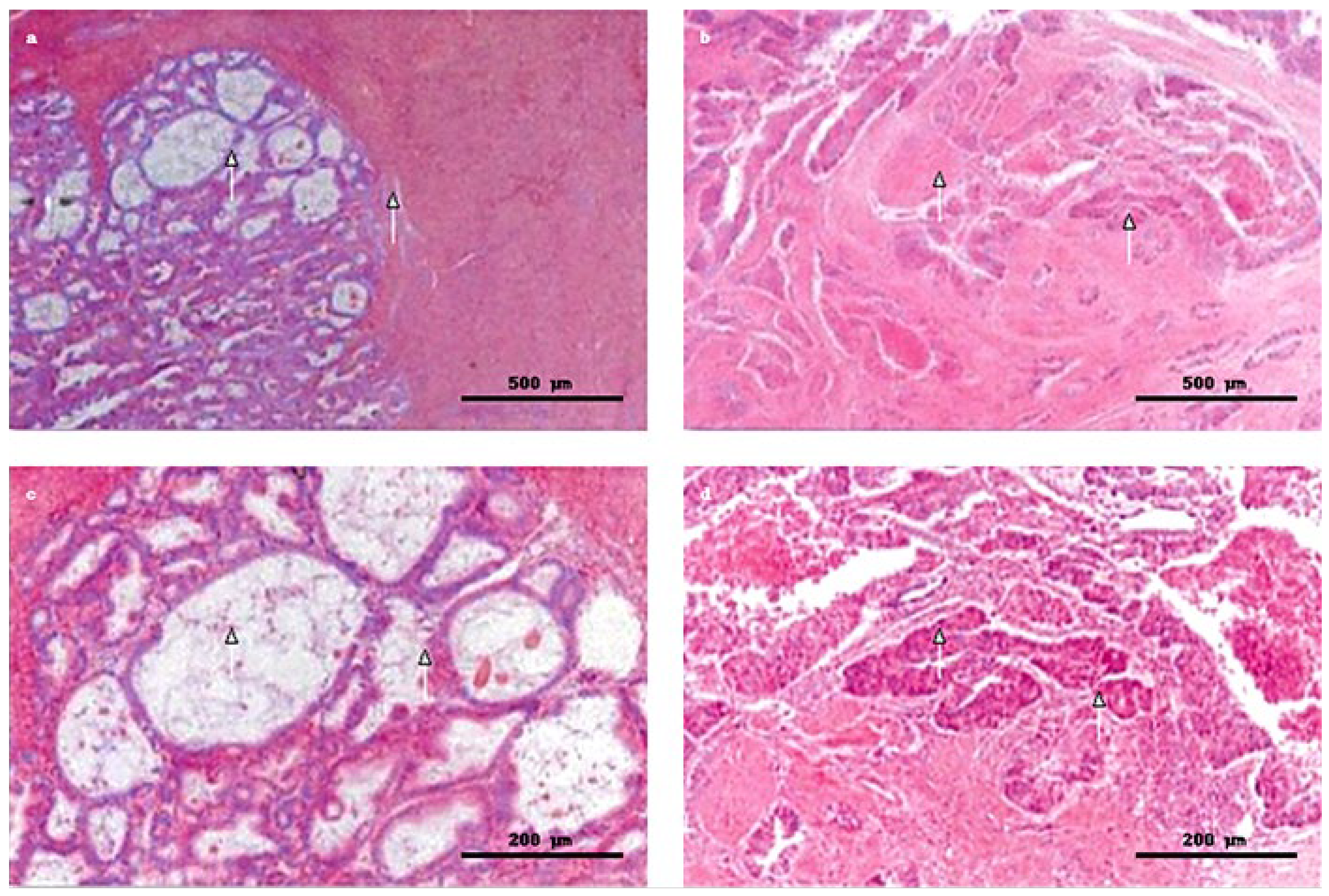 Clinpract 15 00177 g004 Clinpract 15 00177 g004