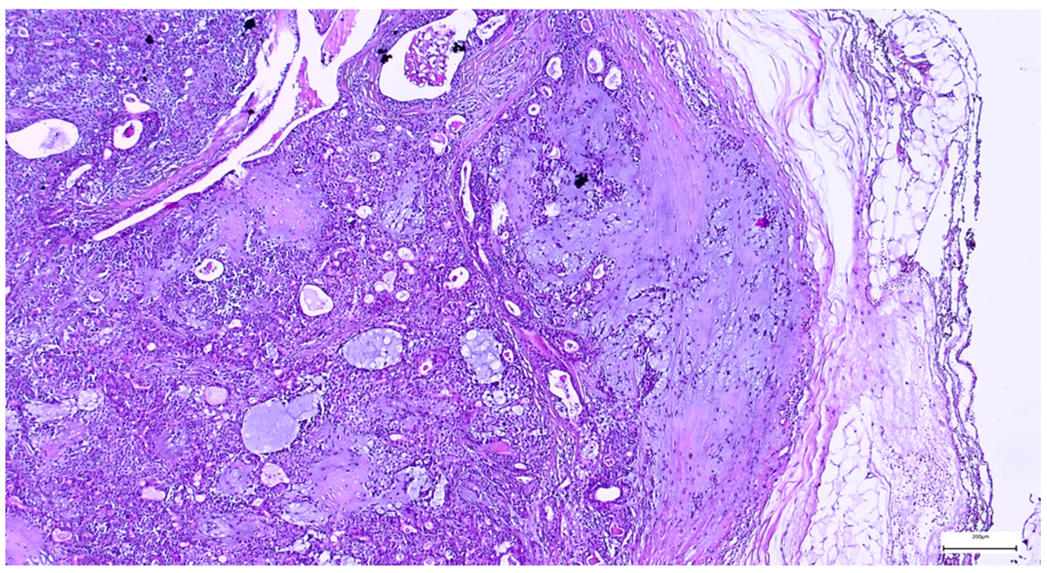 Clinpract 15 00235 g006 Clinpract 15 00235 g006