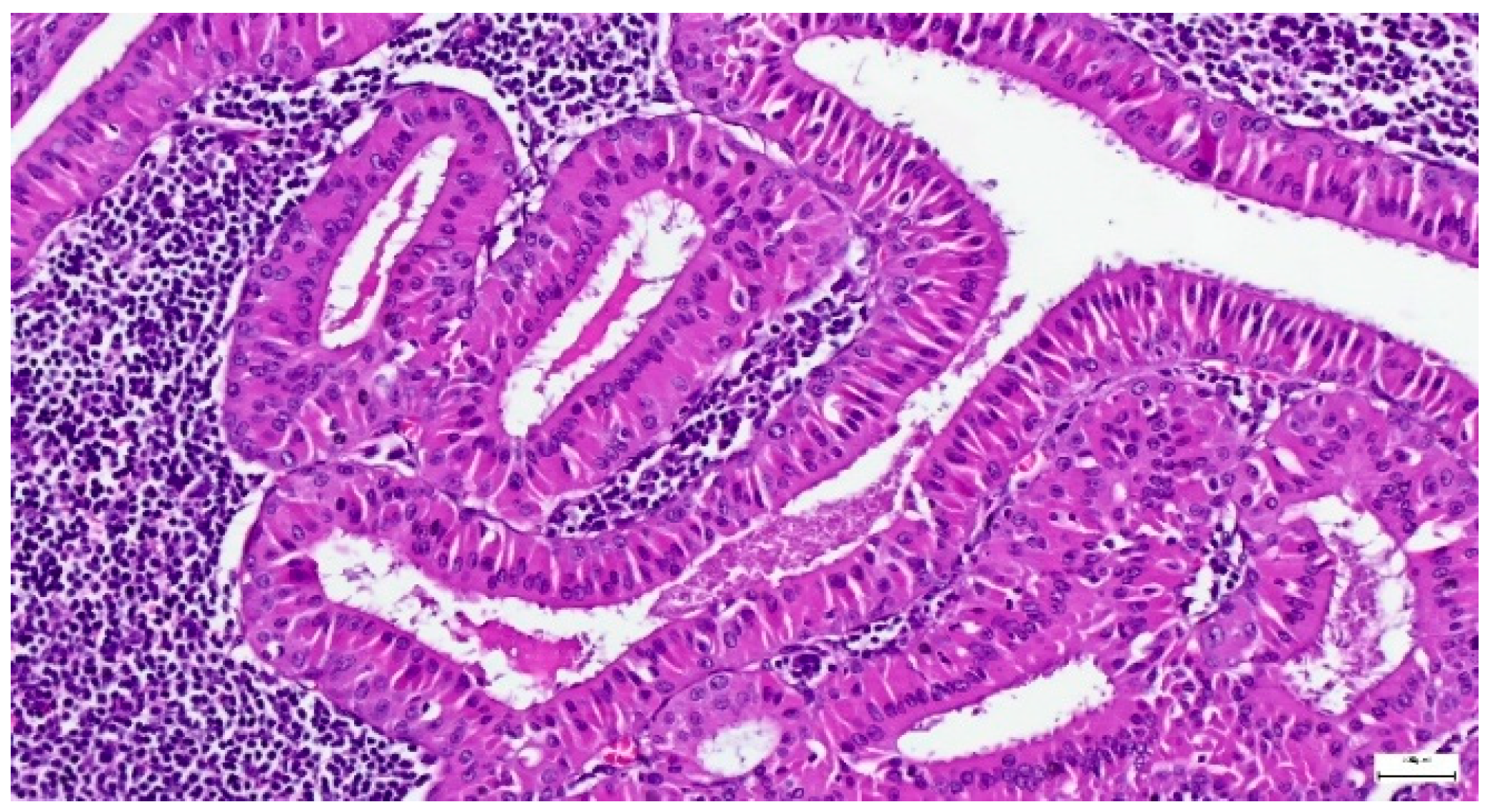 Clinpract 15 00235 g011 Clinpract 15 00235 g011