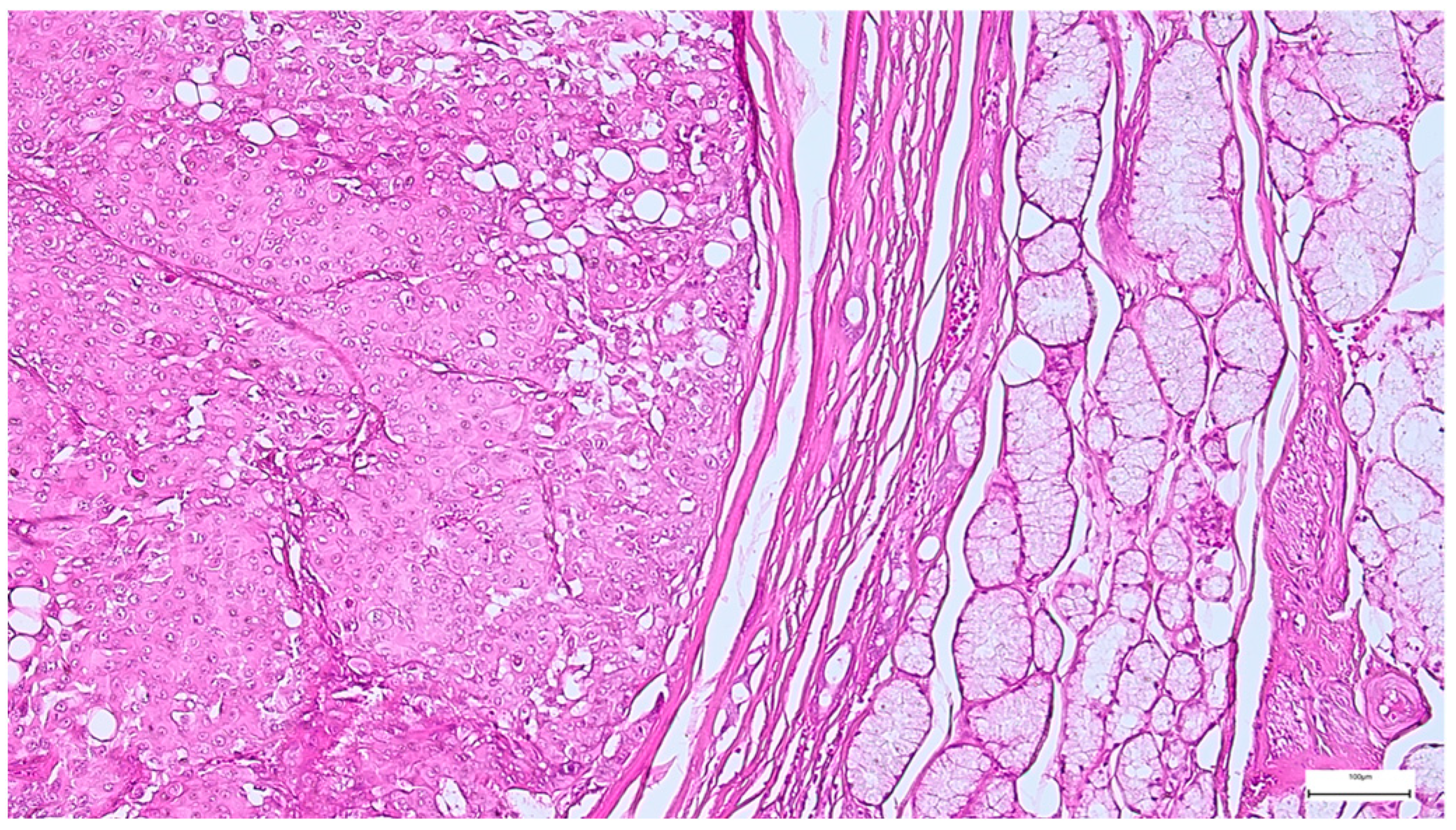 Clinpract 15 00235 g012 Clinpract 15 00235 g012