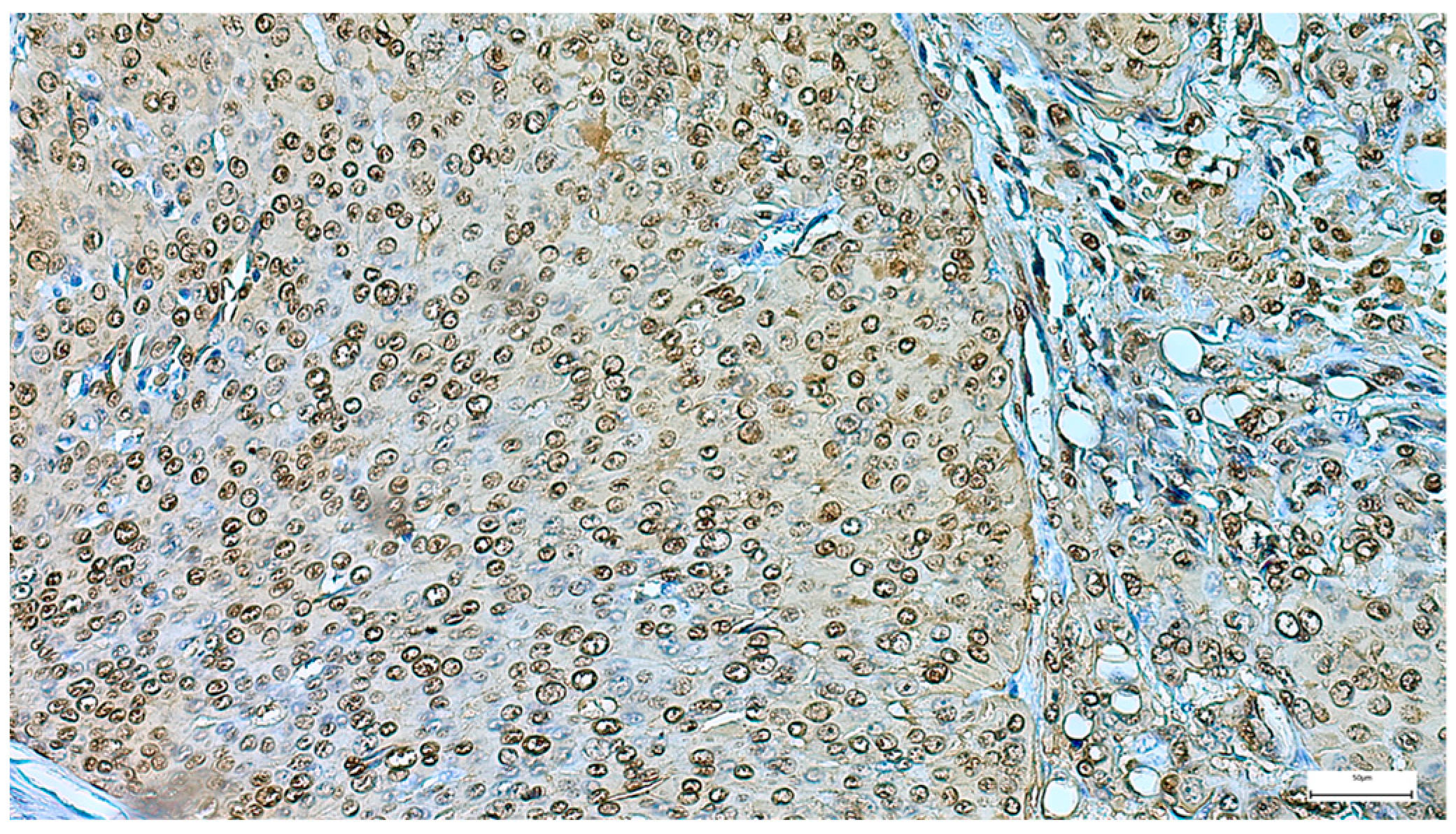 Clinpract 15 00235 g013 Clinpract 15 00235 g013