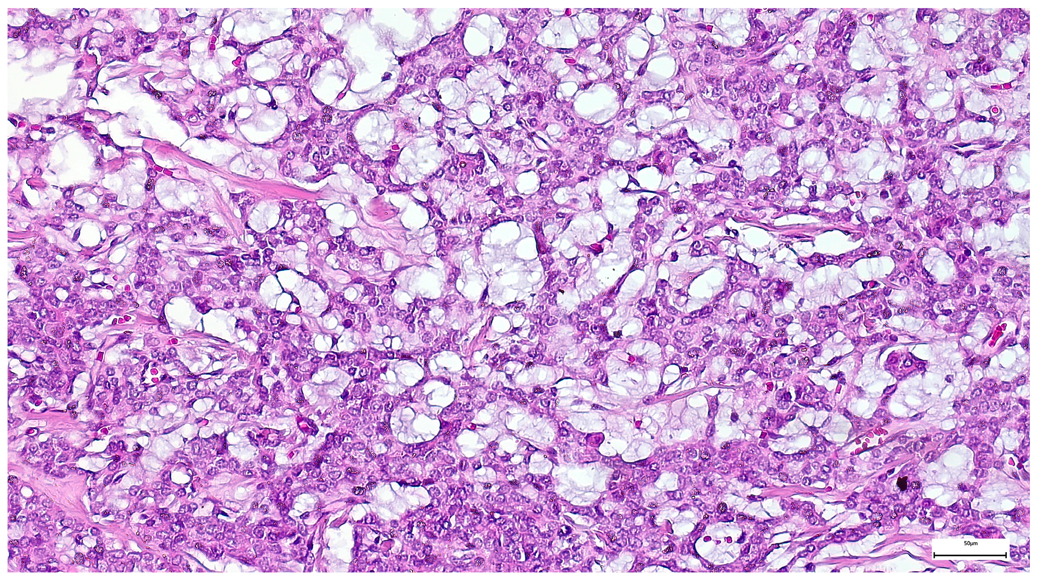 Clinpract 15 00235 g017 Clinpract 15 00235 g017