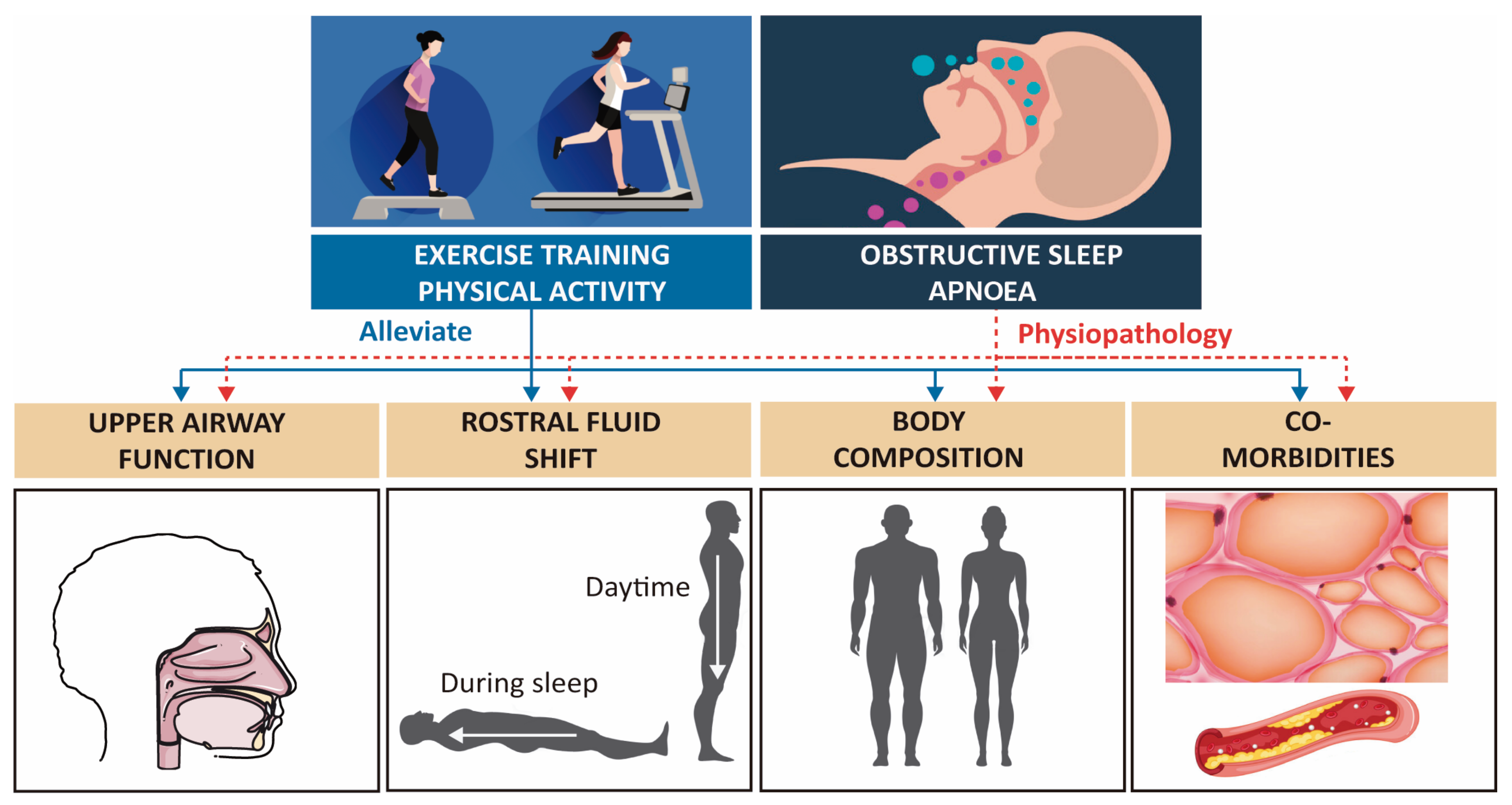 Physical Activity & Sleep: How Sleep Affects the Body