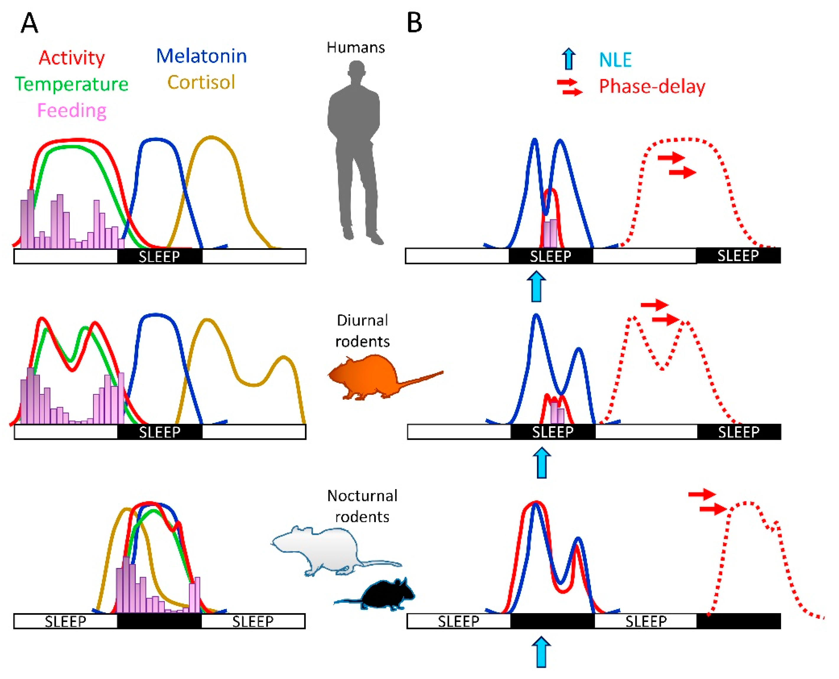 Clocks Sleep Free Full Text Nighttime Light Hurts Mammalian Physiology What Diurnal Rodent Models Are Telling Us Html