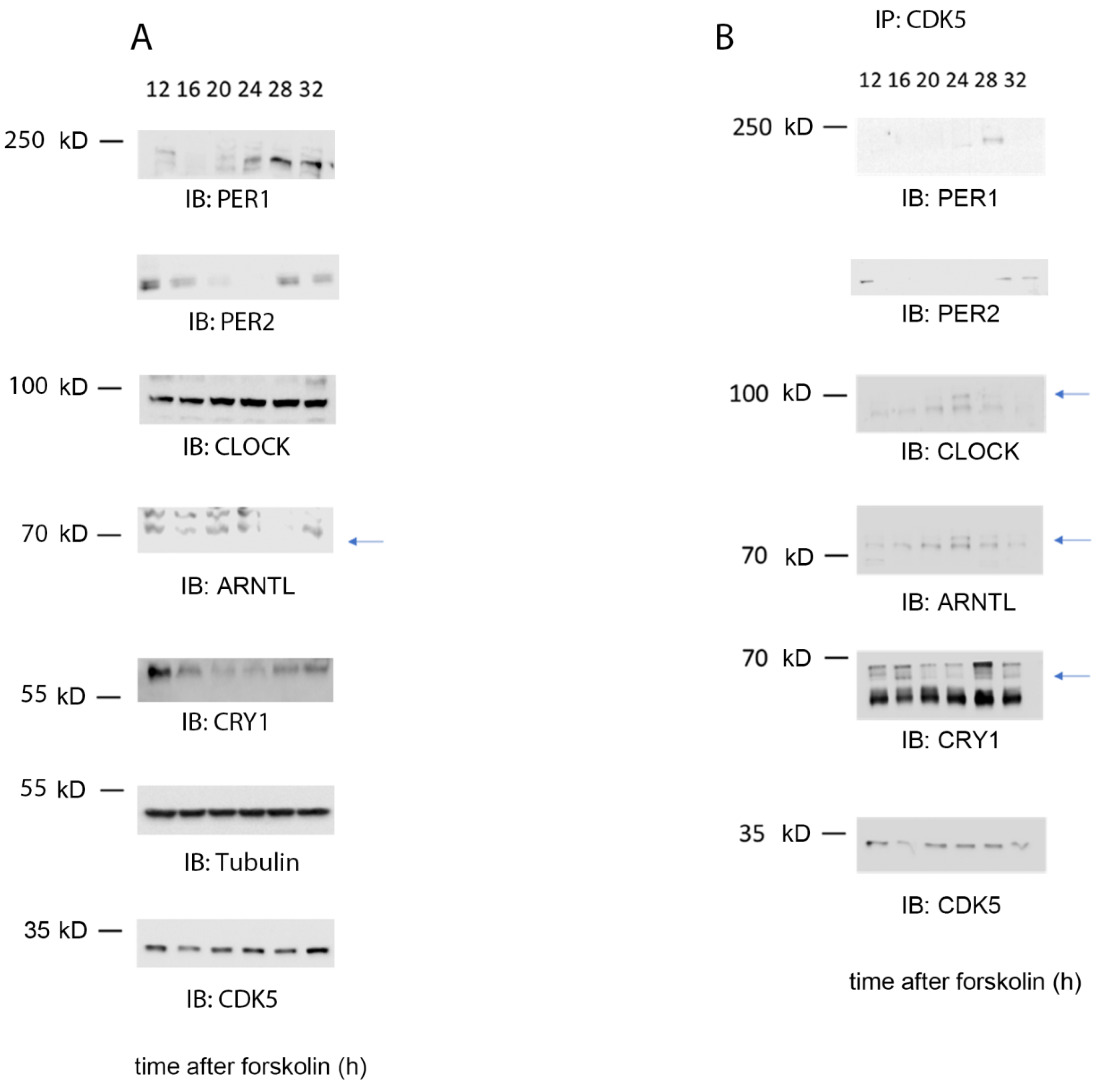 Clockssleep 04 00017 g003