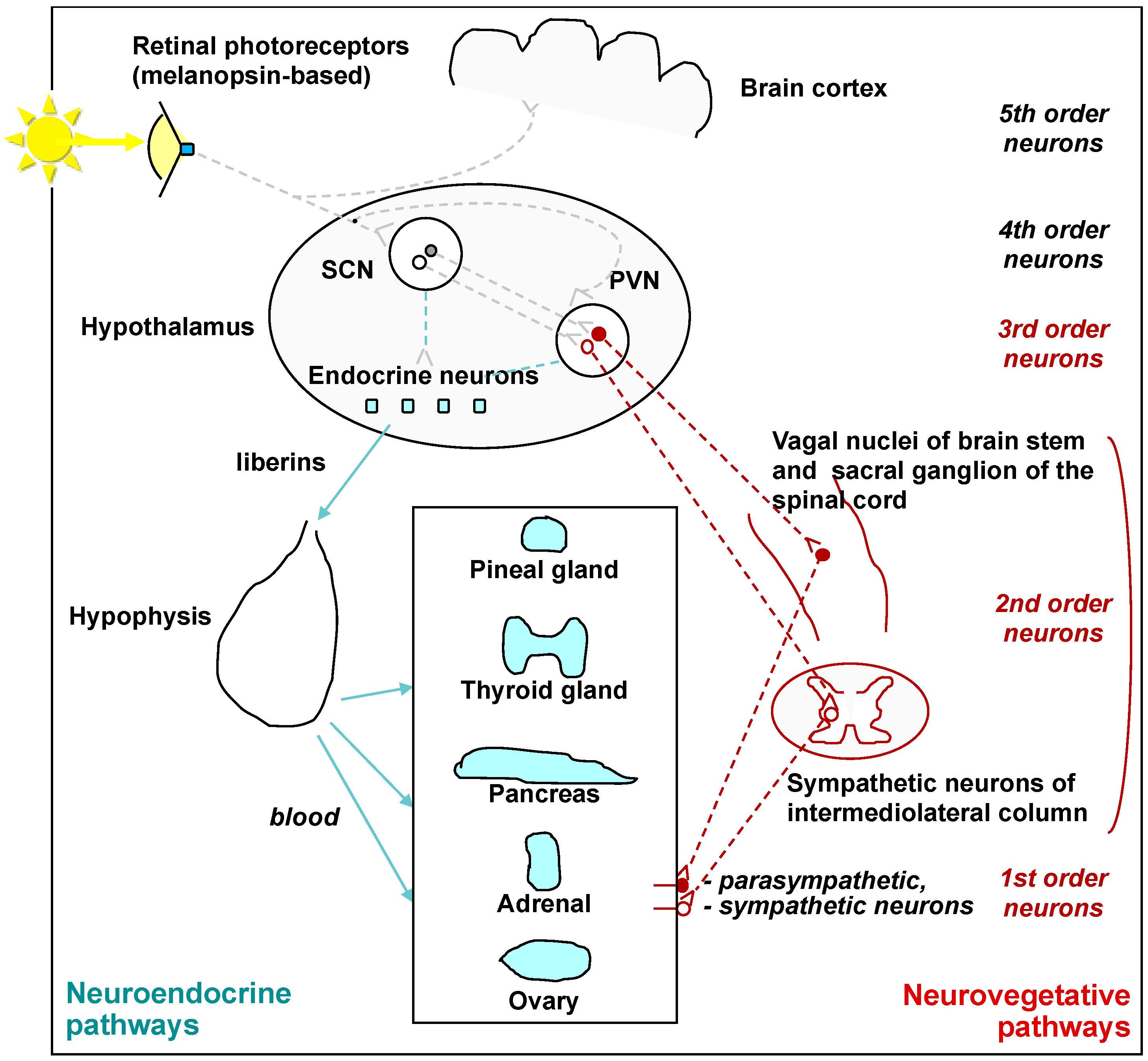 Clockssleep 04 00038 g002 Clockssleep 04 00038 g002