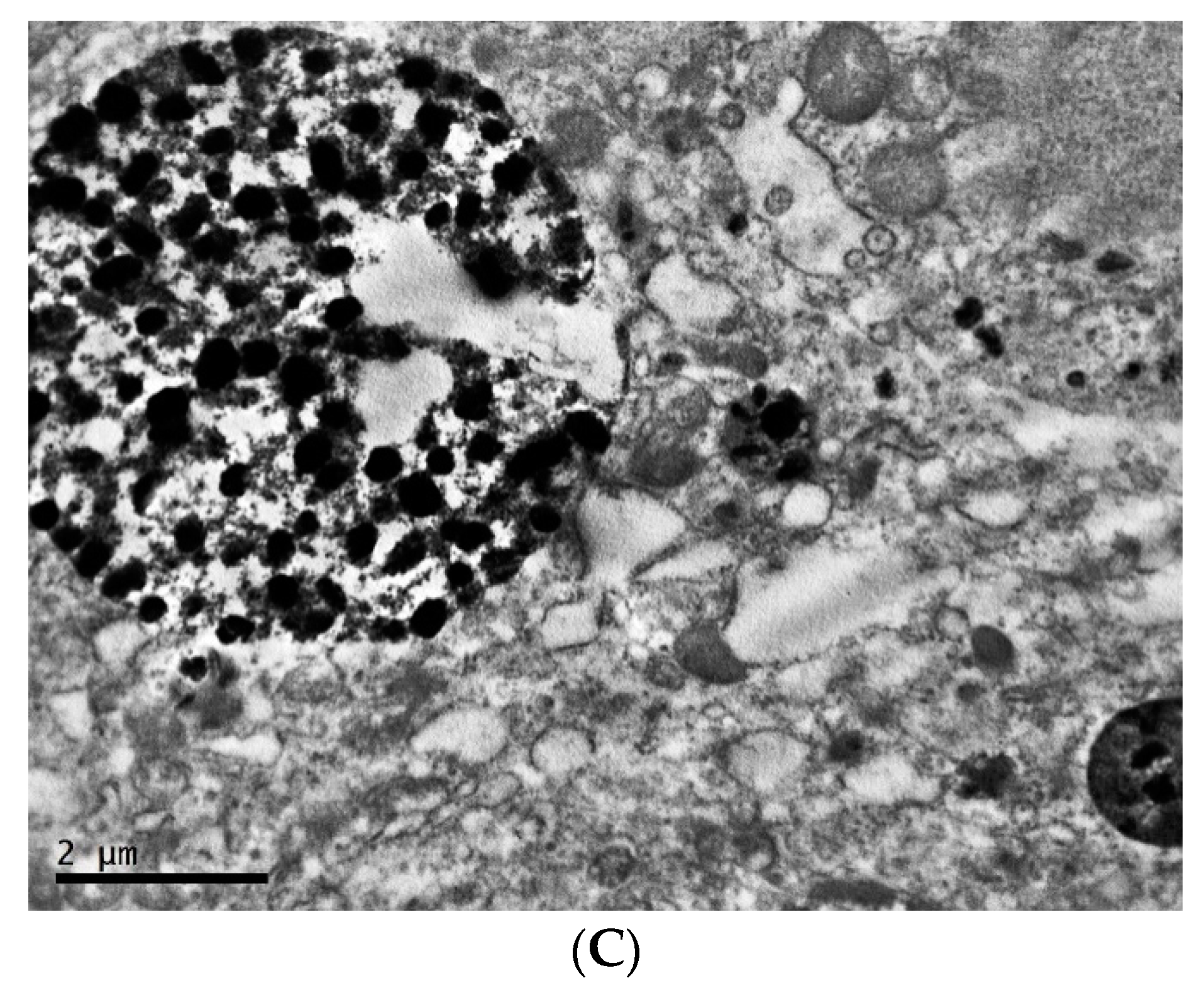 Clockssleep 04 00056 g010b