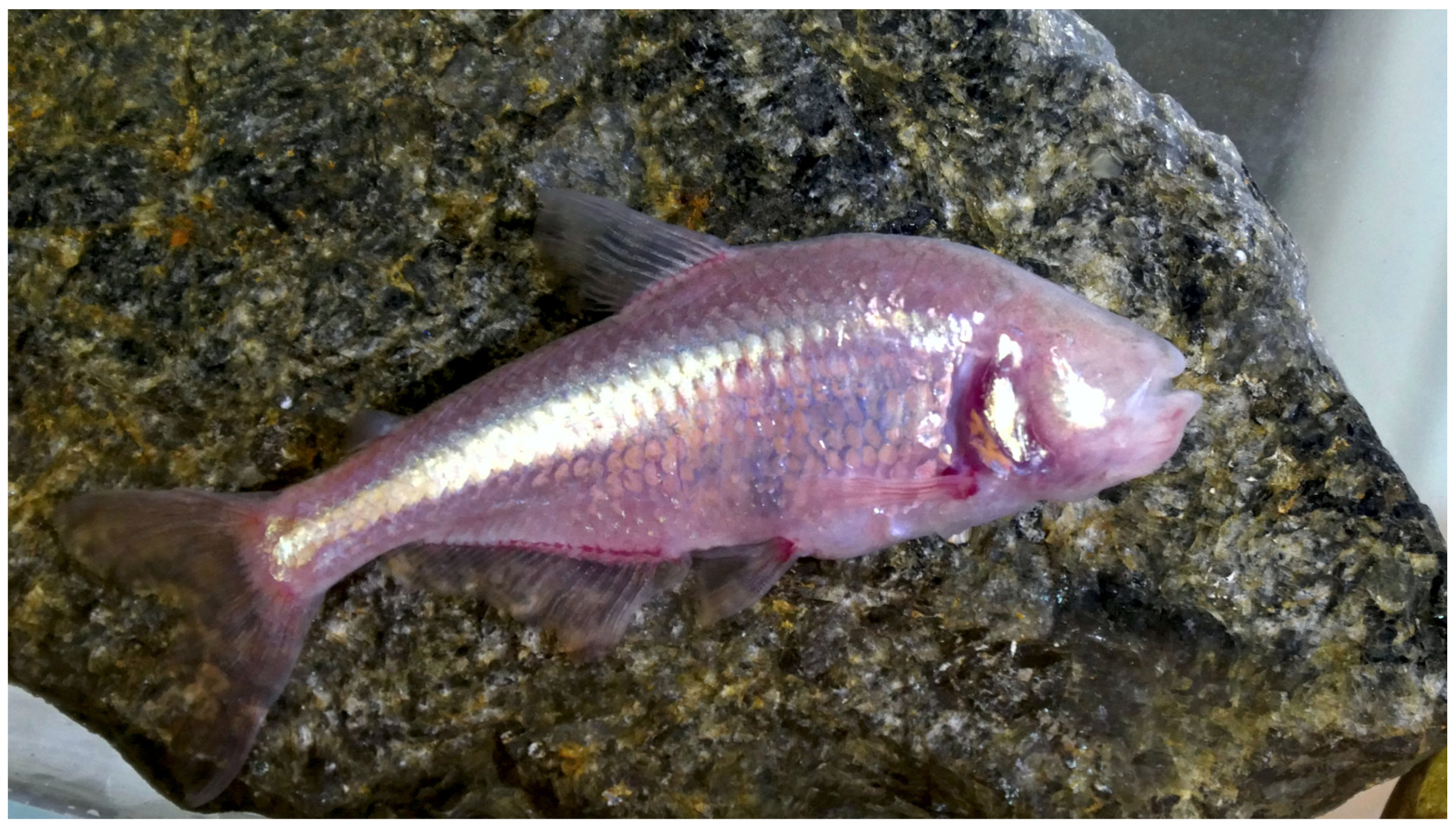 Clockssleep 05 00007 g001 Clockssleep 05 00007 g001