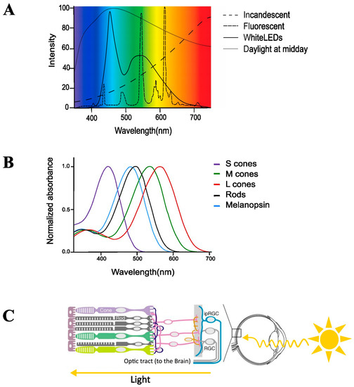 Cal Lighting sl-854???5-ru / OSA Close to天井照明器具 Comprehensive multiscale analysis of lactate metabolic dynamics in
