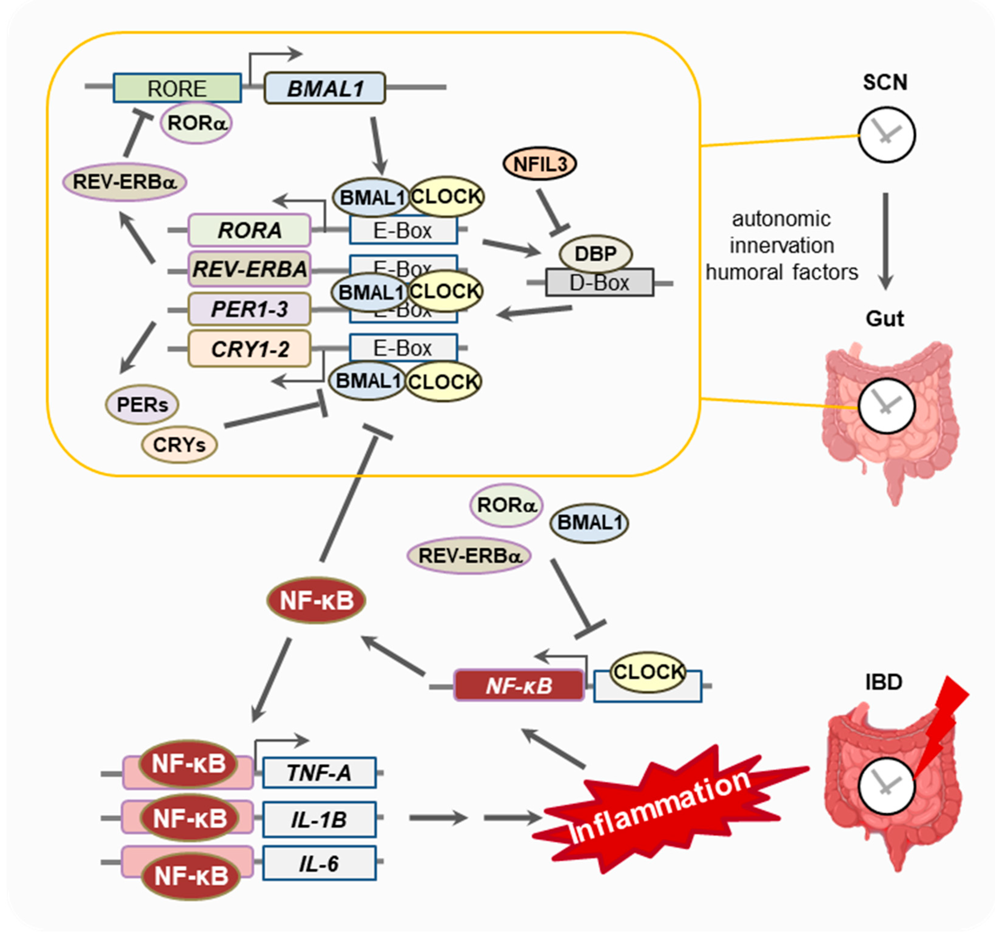 Clockssleep 05 00021 g001