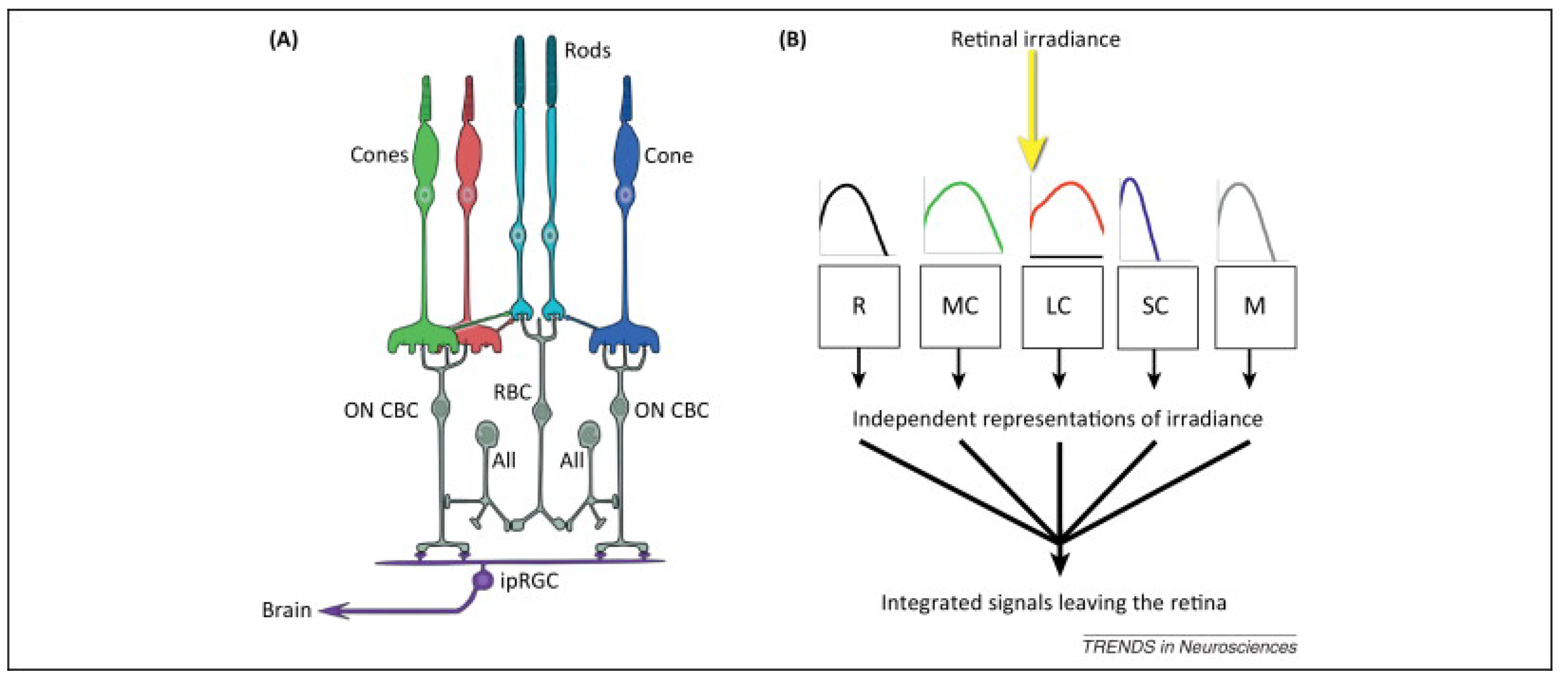 Clockssleep 05 00052 g001