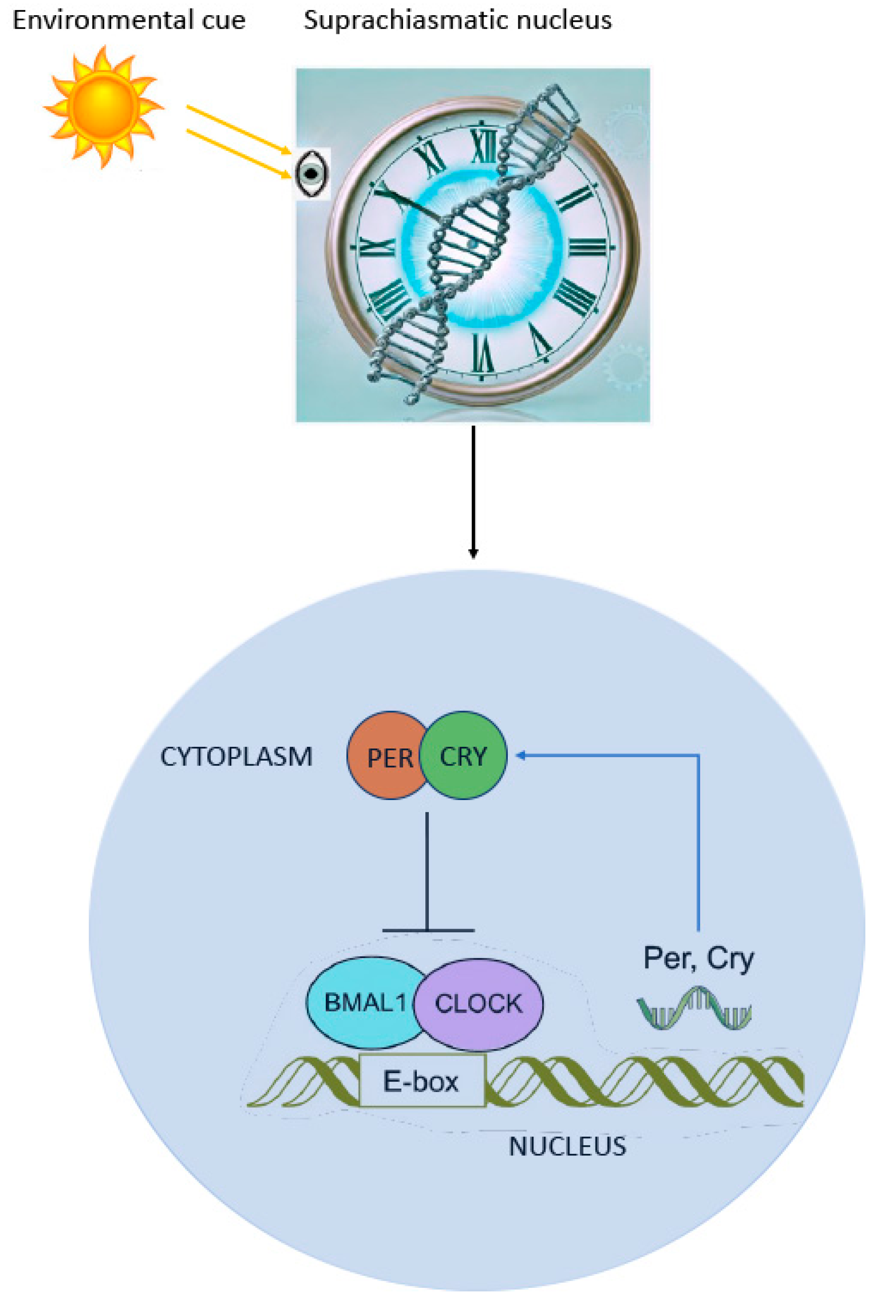 Clockssleep 06 00043 g001