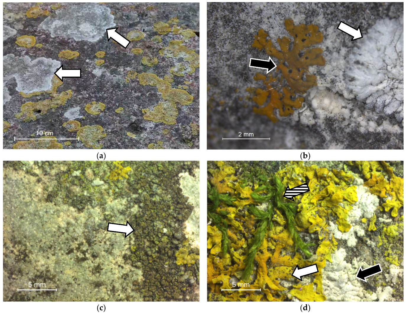 Cmd 02 00002 g003 Cmd 02 00002 g003