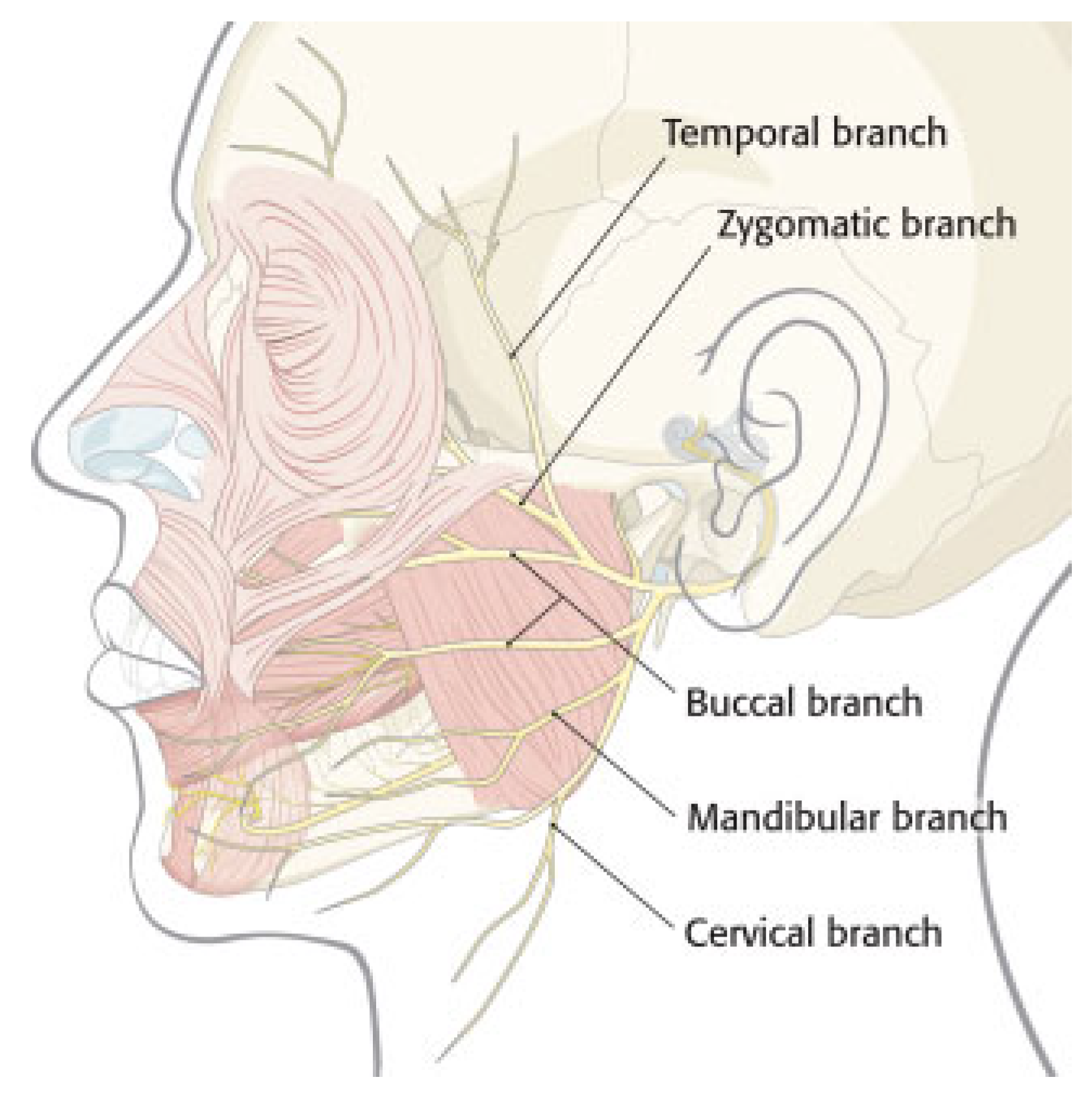 Cmtr 08 i1f1 g002 Cmtr 08 i1f1 g002