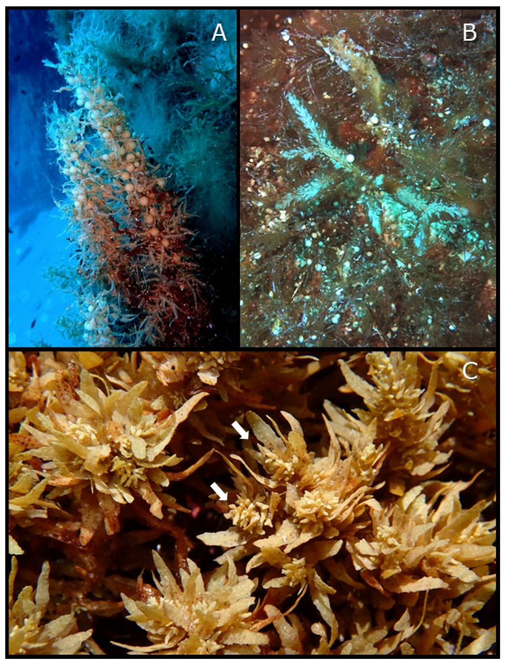 Coasts 05 00043 g007