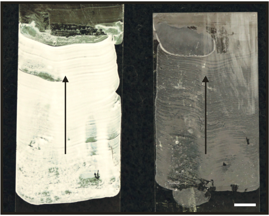 Coatings 03 00026 g002 1024