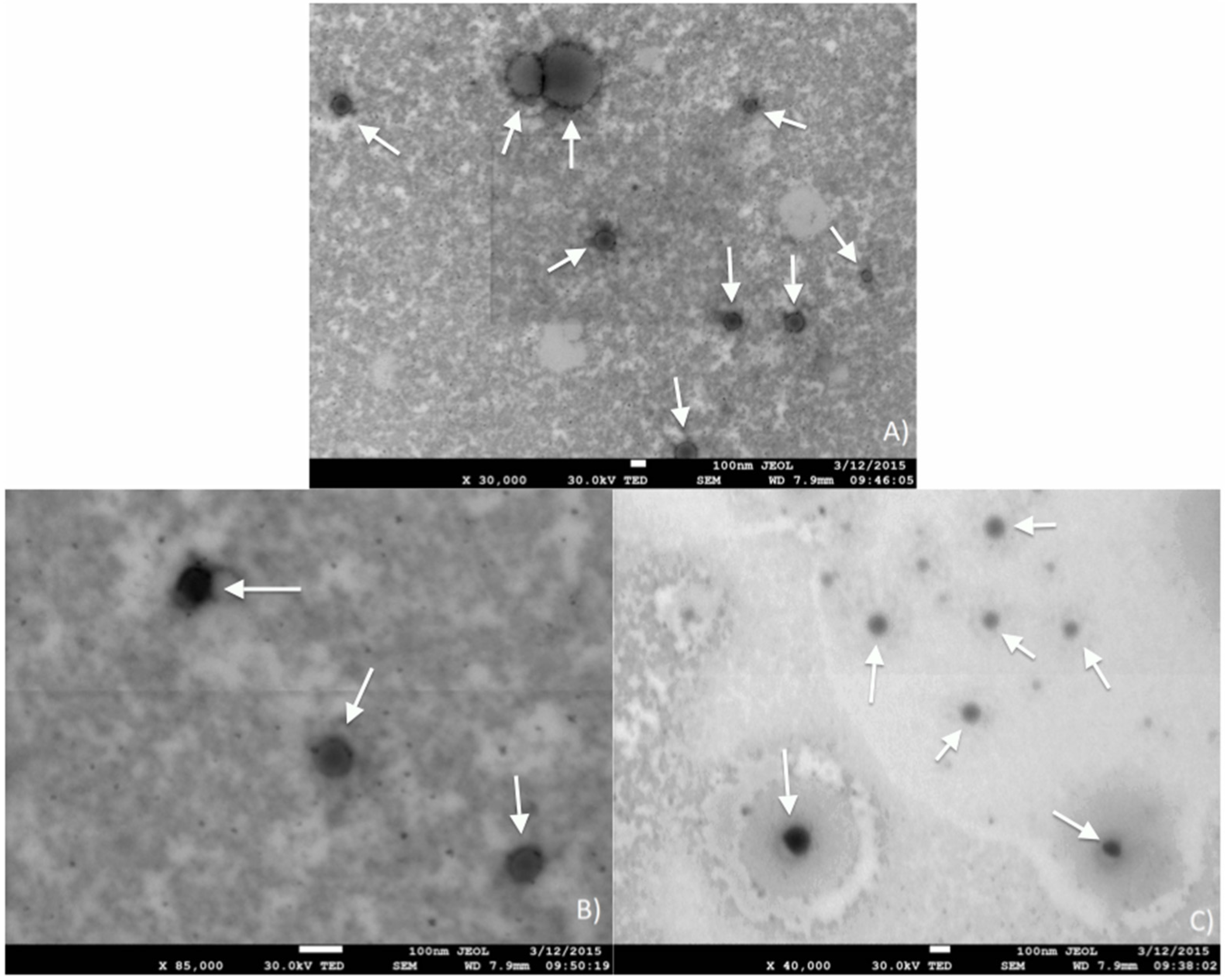 Coatings 06 00056 g011 550