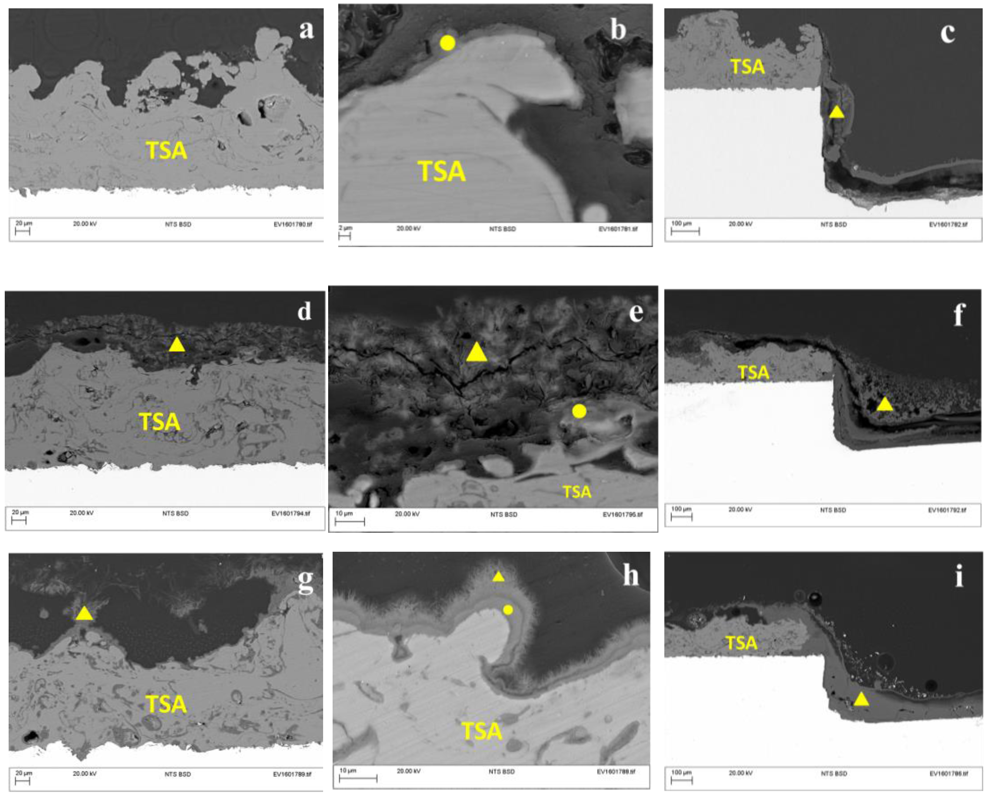 Coatings 06 00058 g004 550