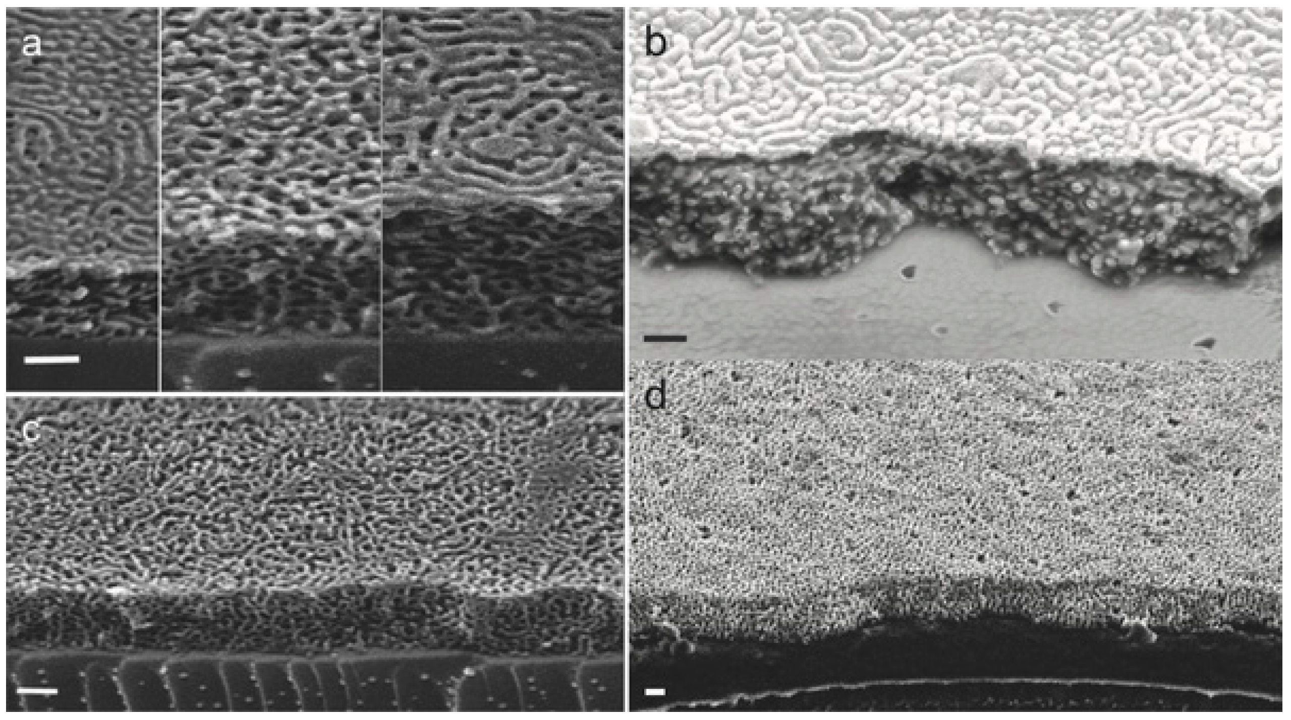 Coatings 08 00067 g010