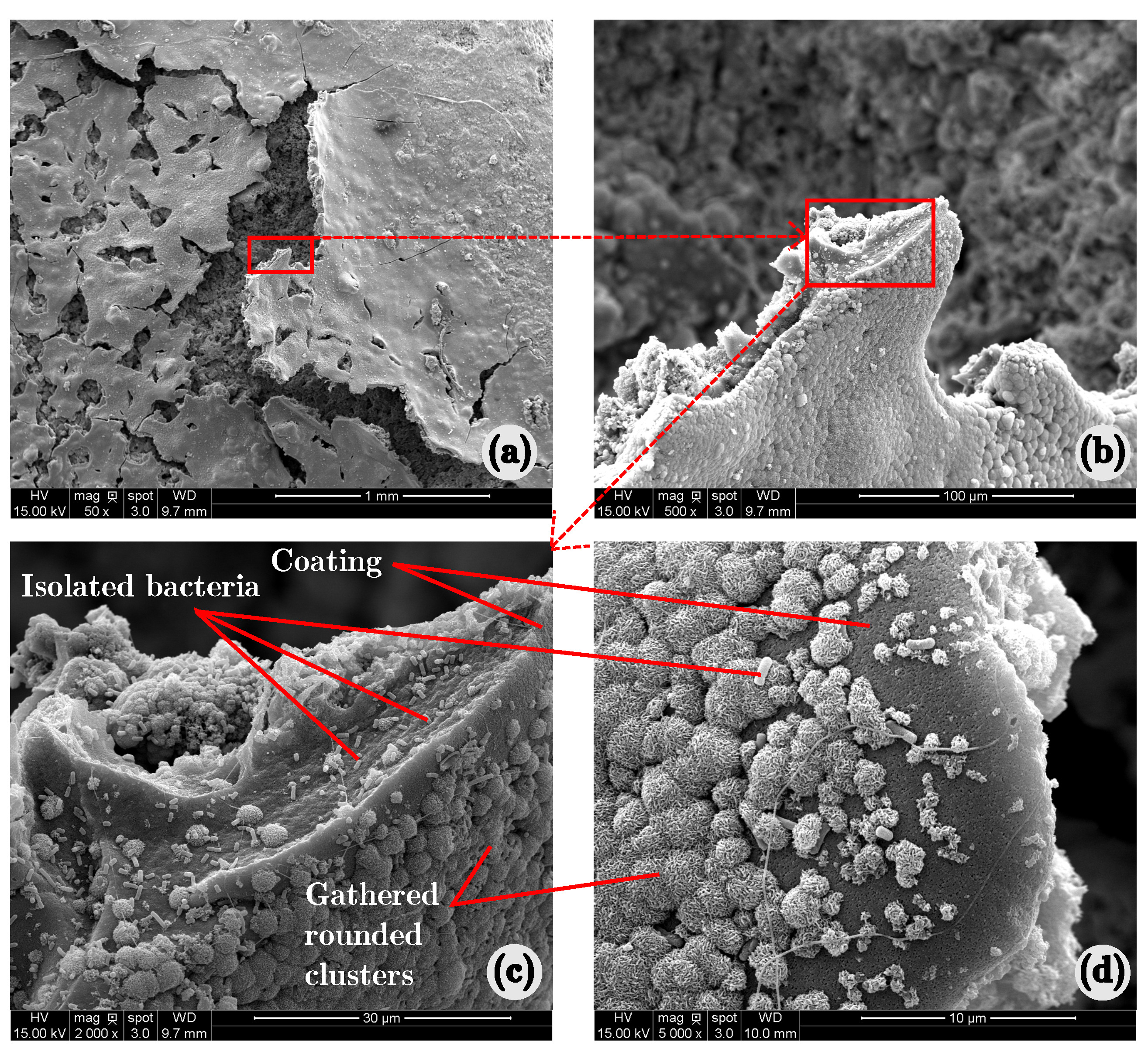 Coatings 08 00093 g007