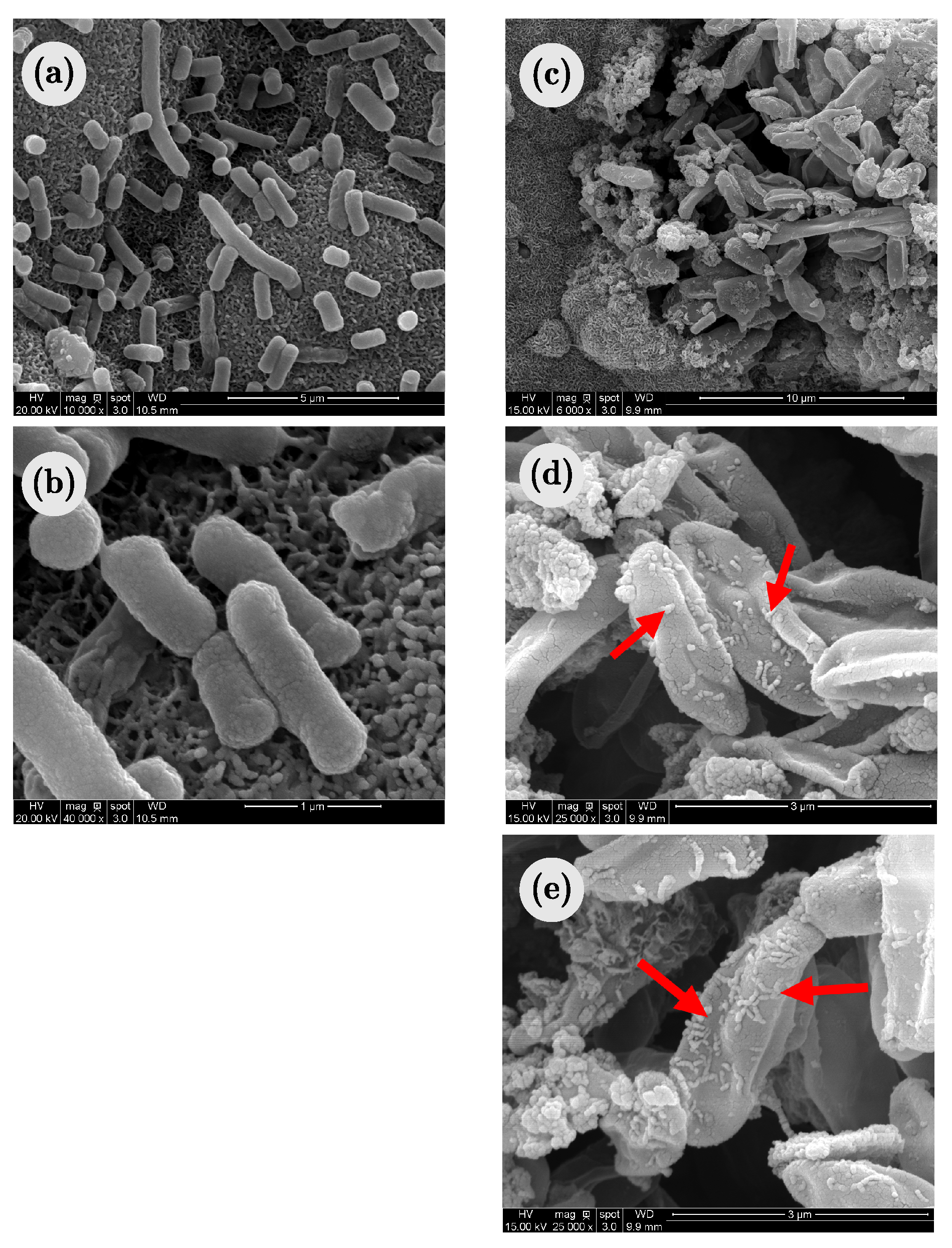 Coatings 08 00093 g008