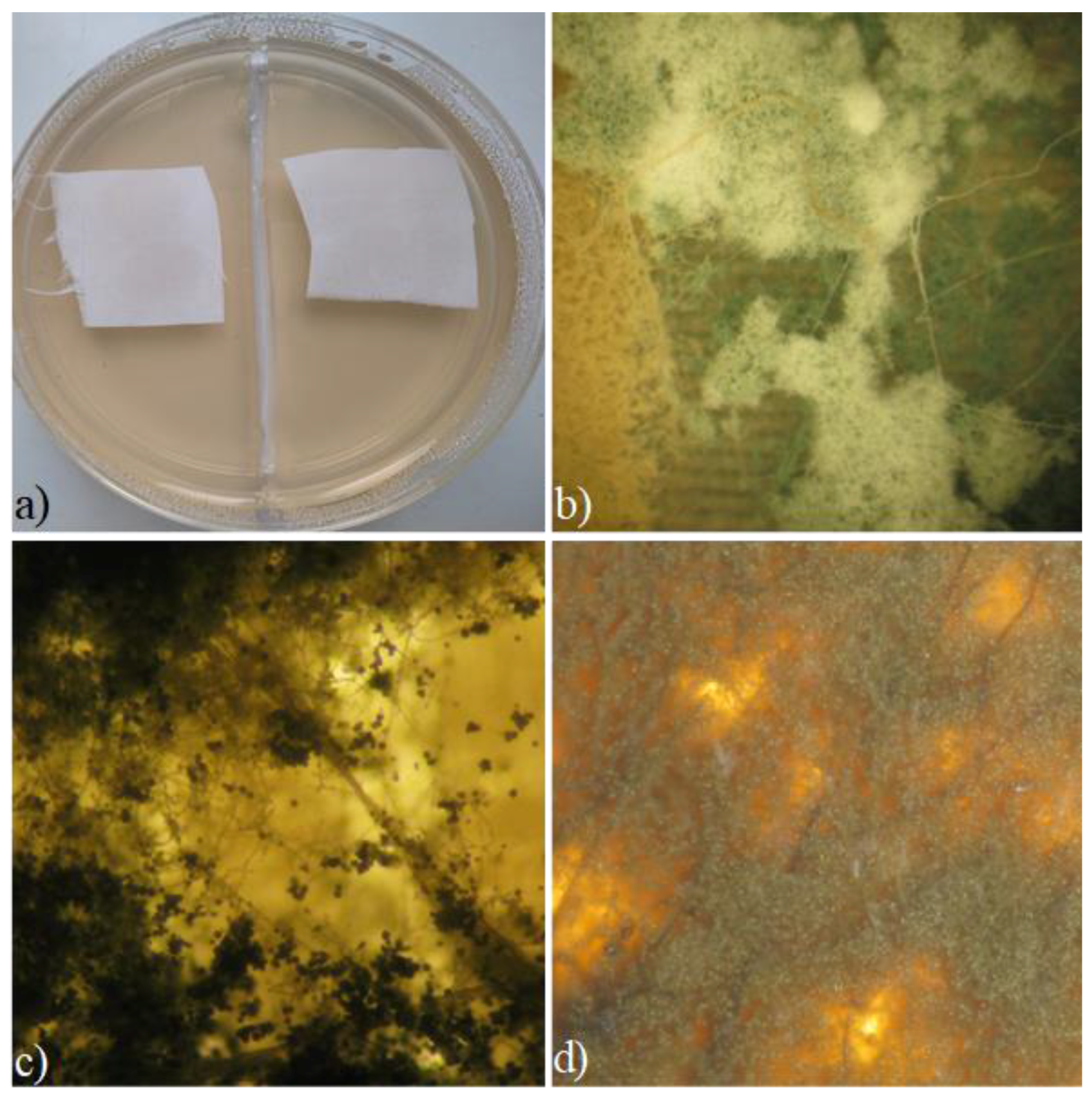 Coatings 08 00101 g003