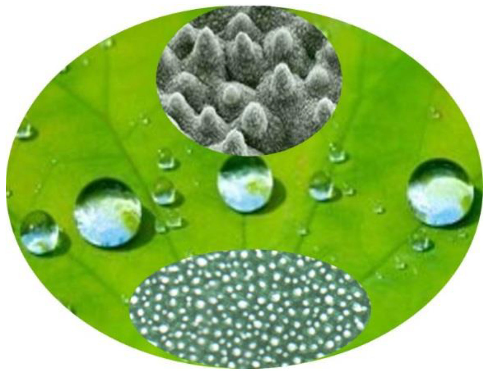 Coatings 08 00208 g004 550