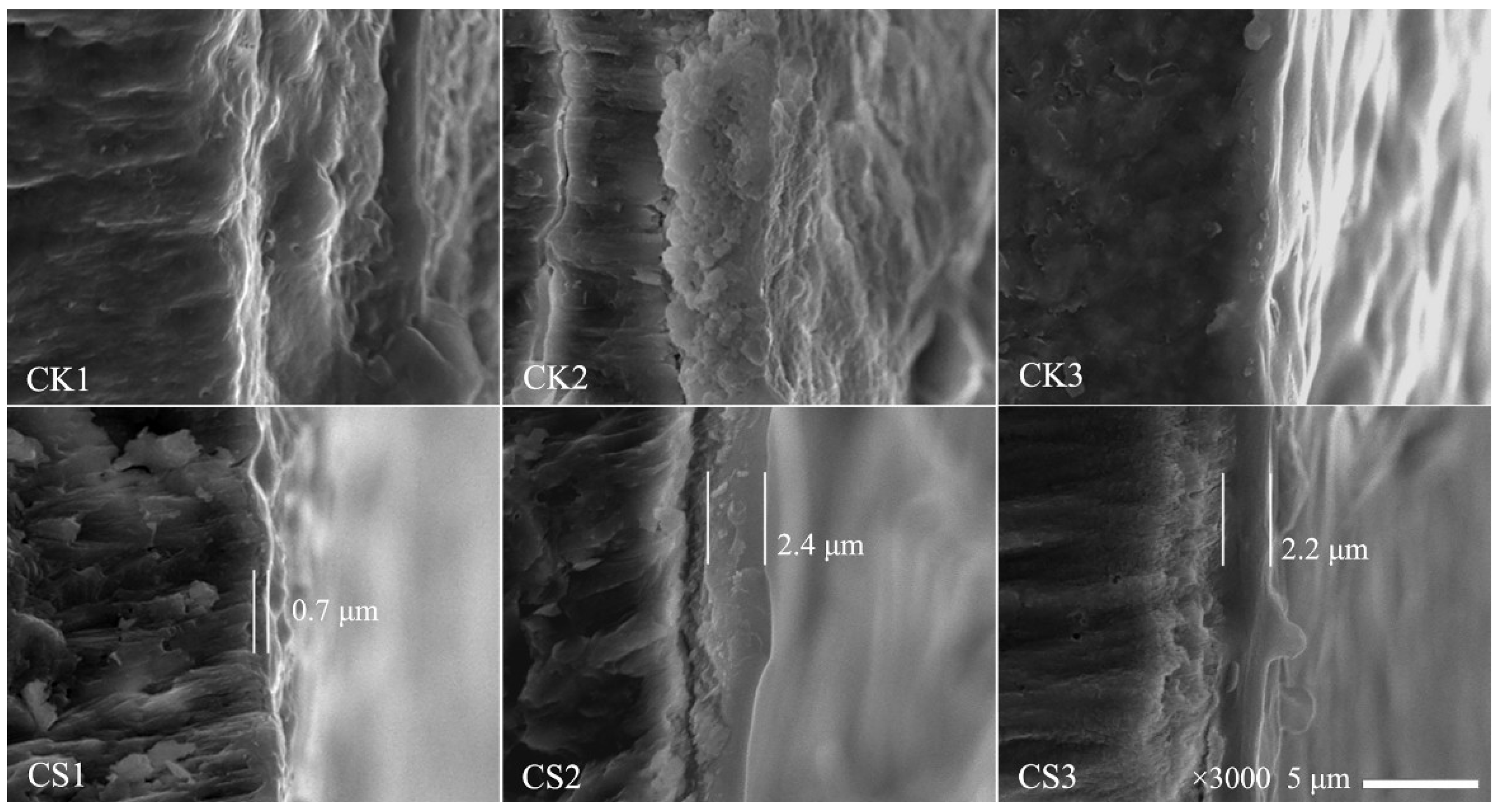 Coatings 08 00317 g004 Coatings 08 00317 g004