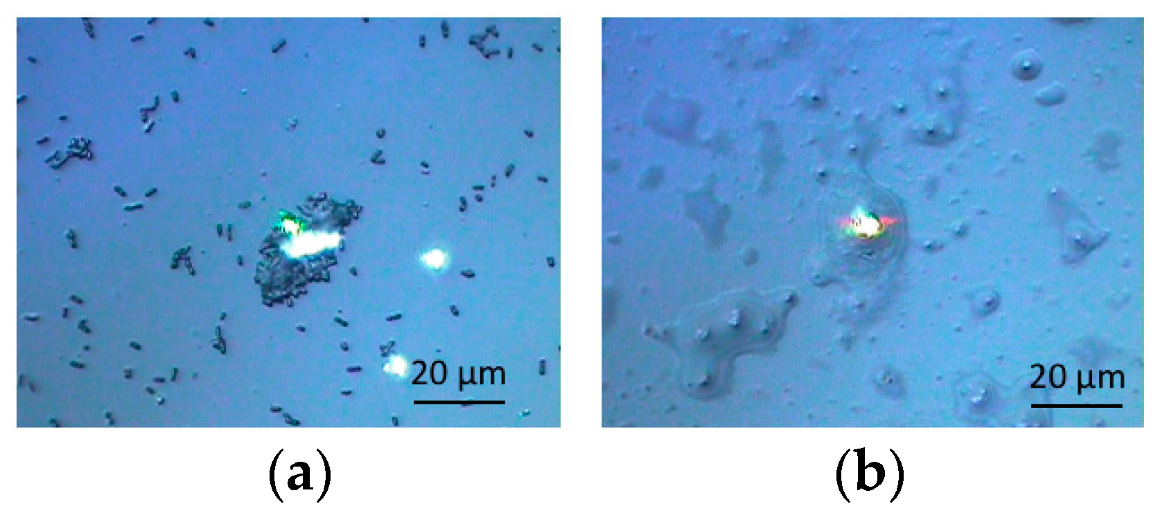 Coatings 08 00398 g003 Coatings 08 00398 g003