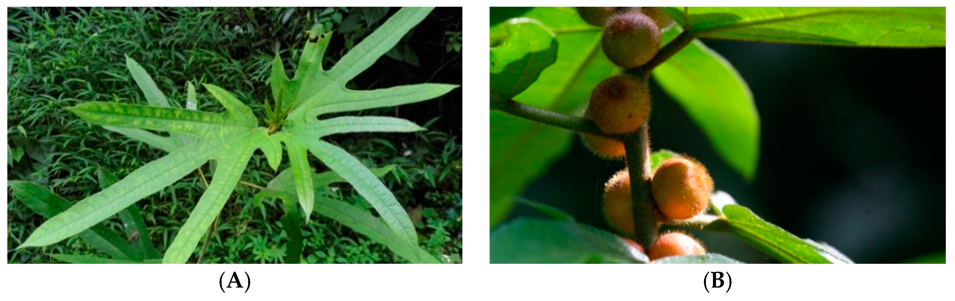 Coatings 08 00445 g001 Coatings 08 00445 g001